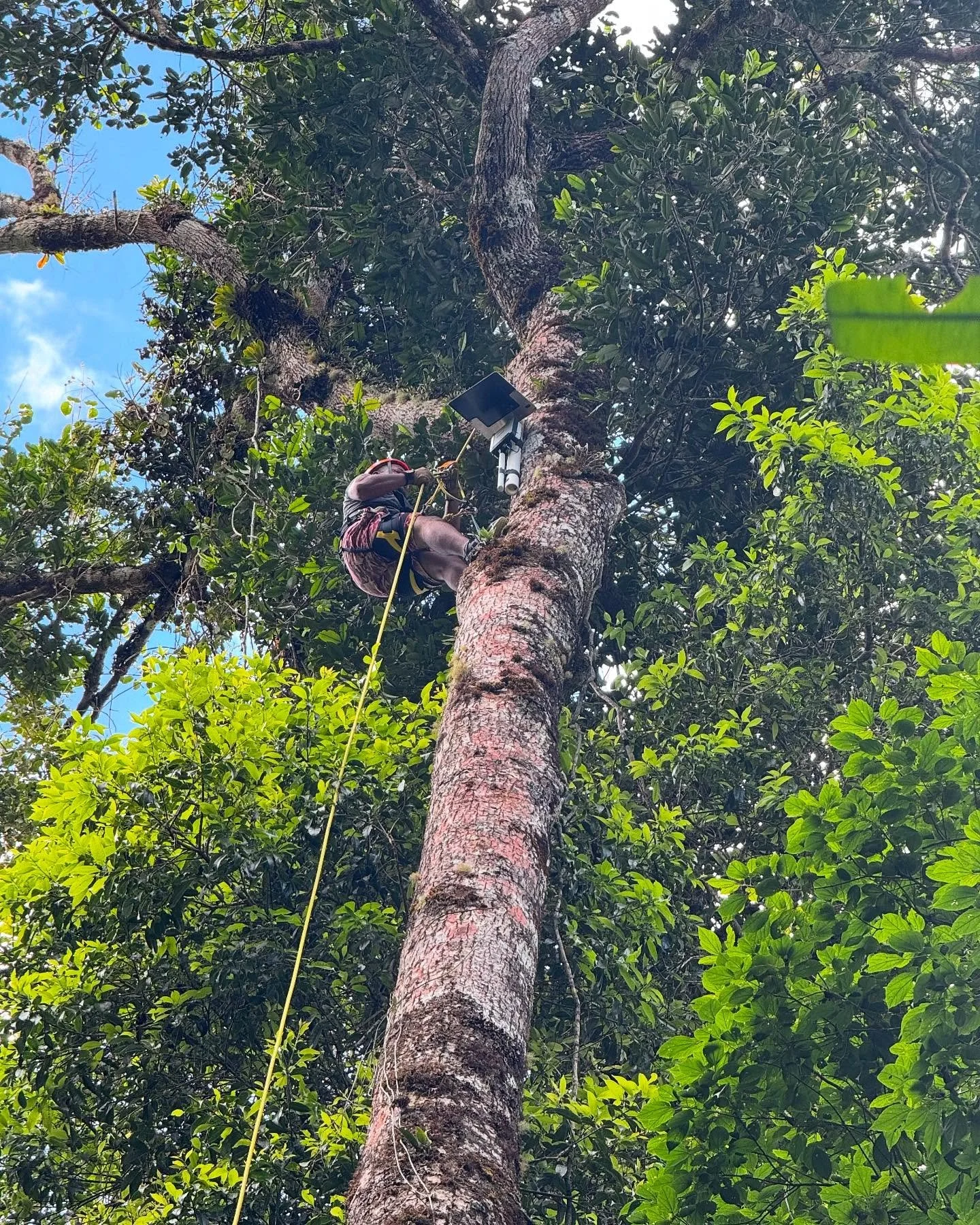 Spectacular old growth forests of Costa Rica.