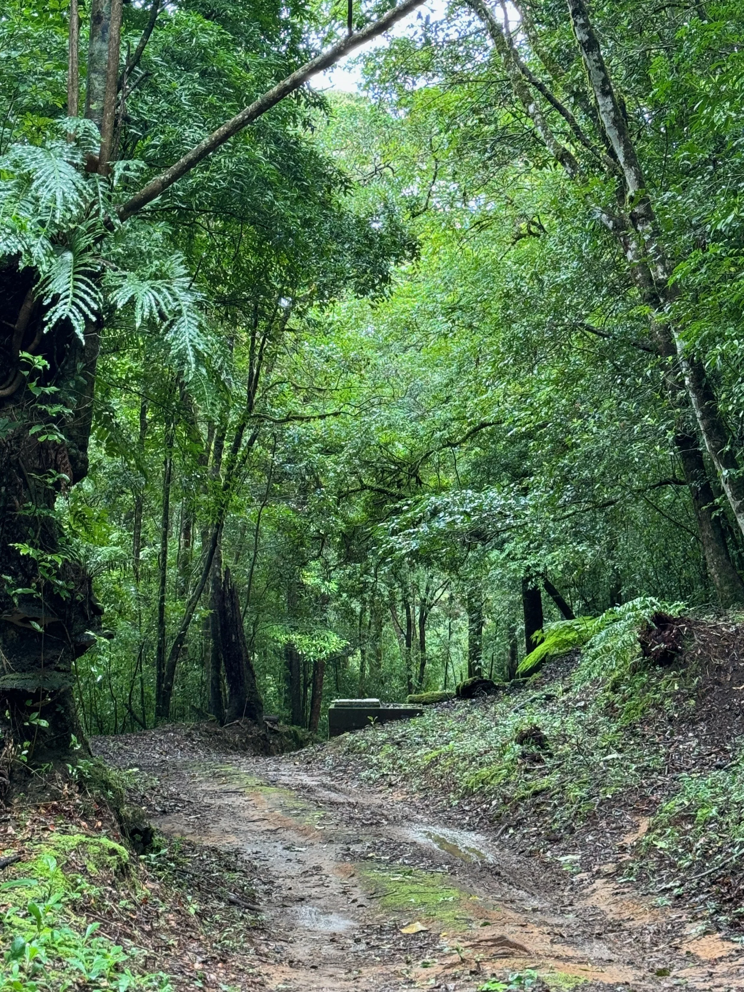 A dirt path winding through a lush, green forest with tall trees and ferns.