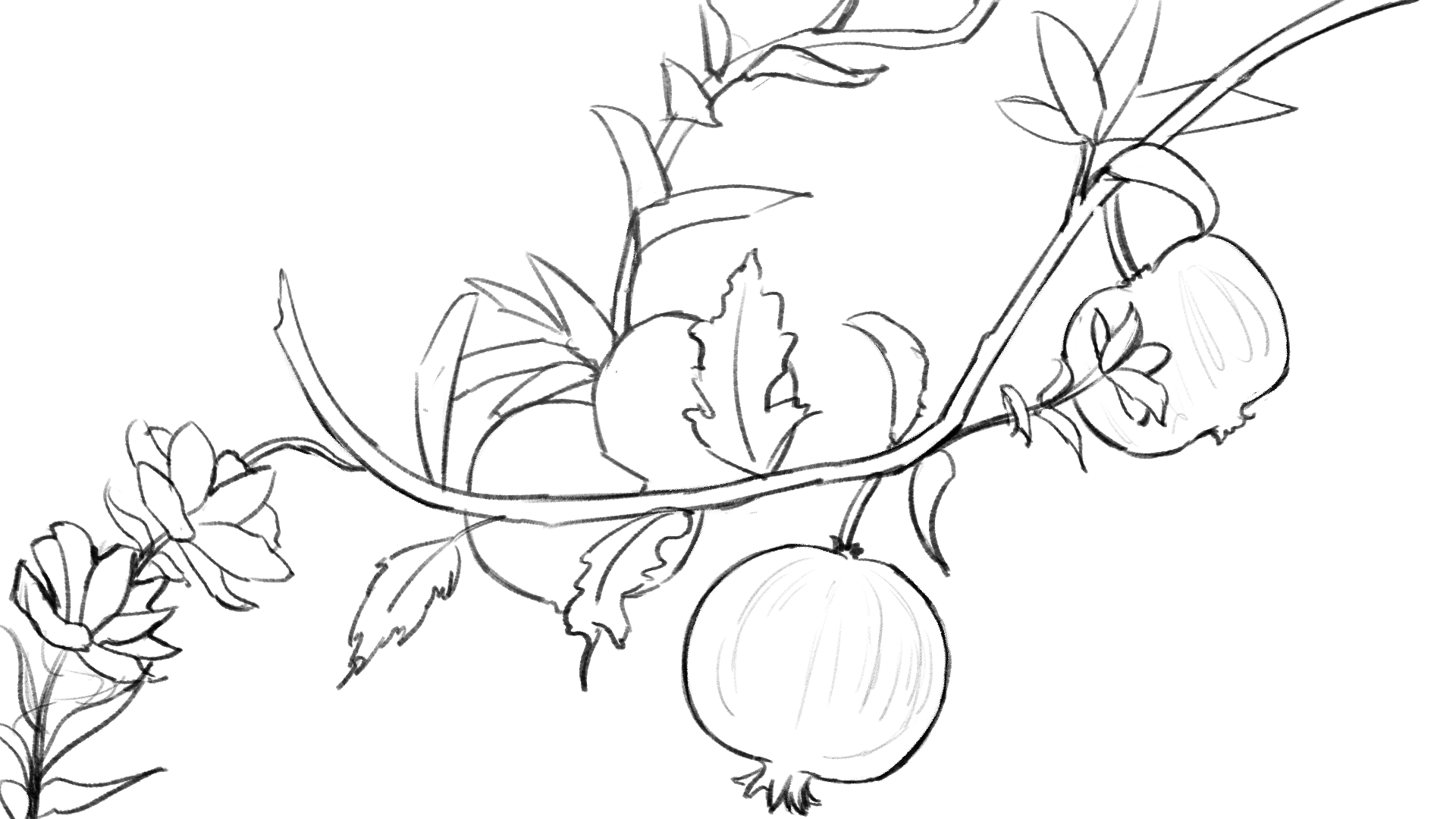 Sketch of pomegranates on a branch with leaves and flowers