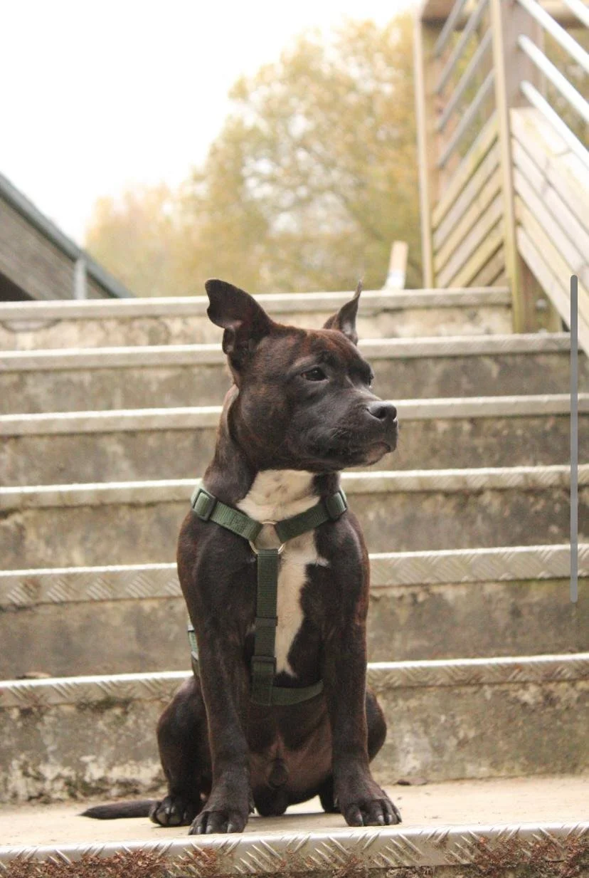 Virgo Image 2024-11-25 at 16.55.10.jpeg