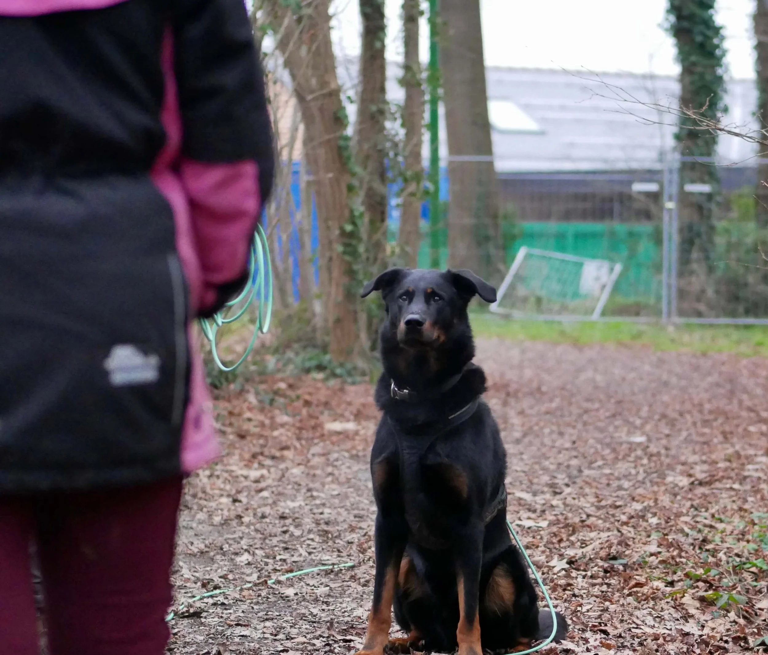 éducation canine à blain et héric, au nord de Nantes