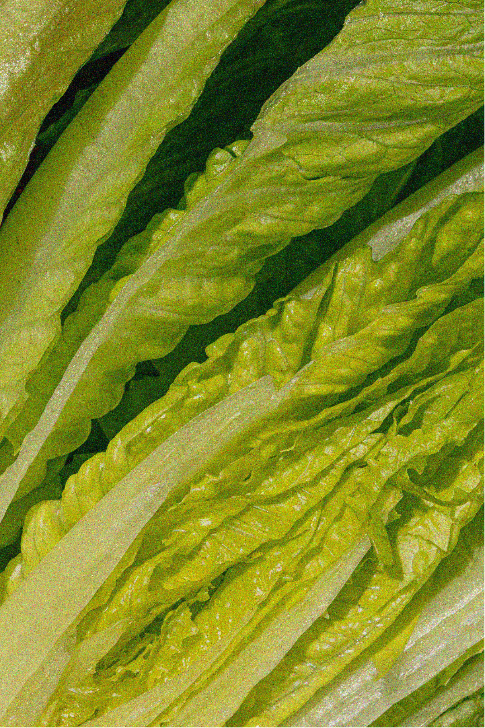 lettucecloseup.png