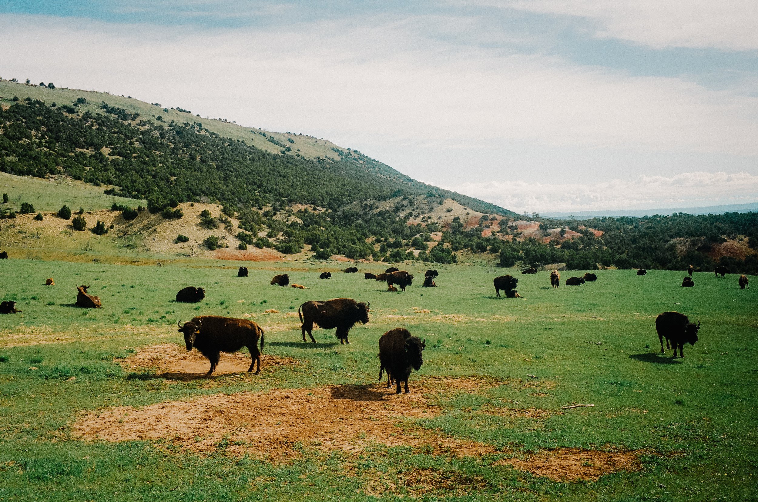 all American quality meats at Legacy Butcher and Burger located in Cody Wyoming. Outdoor terrace. Local meat from local ranchers. All Natural Meats. No antibiotics no hormones.