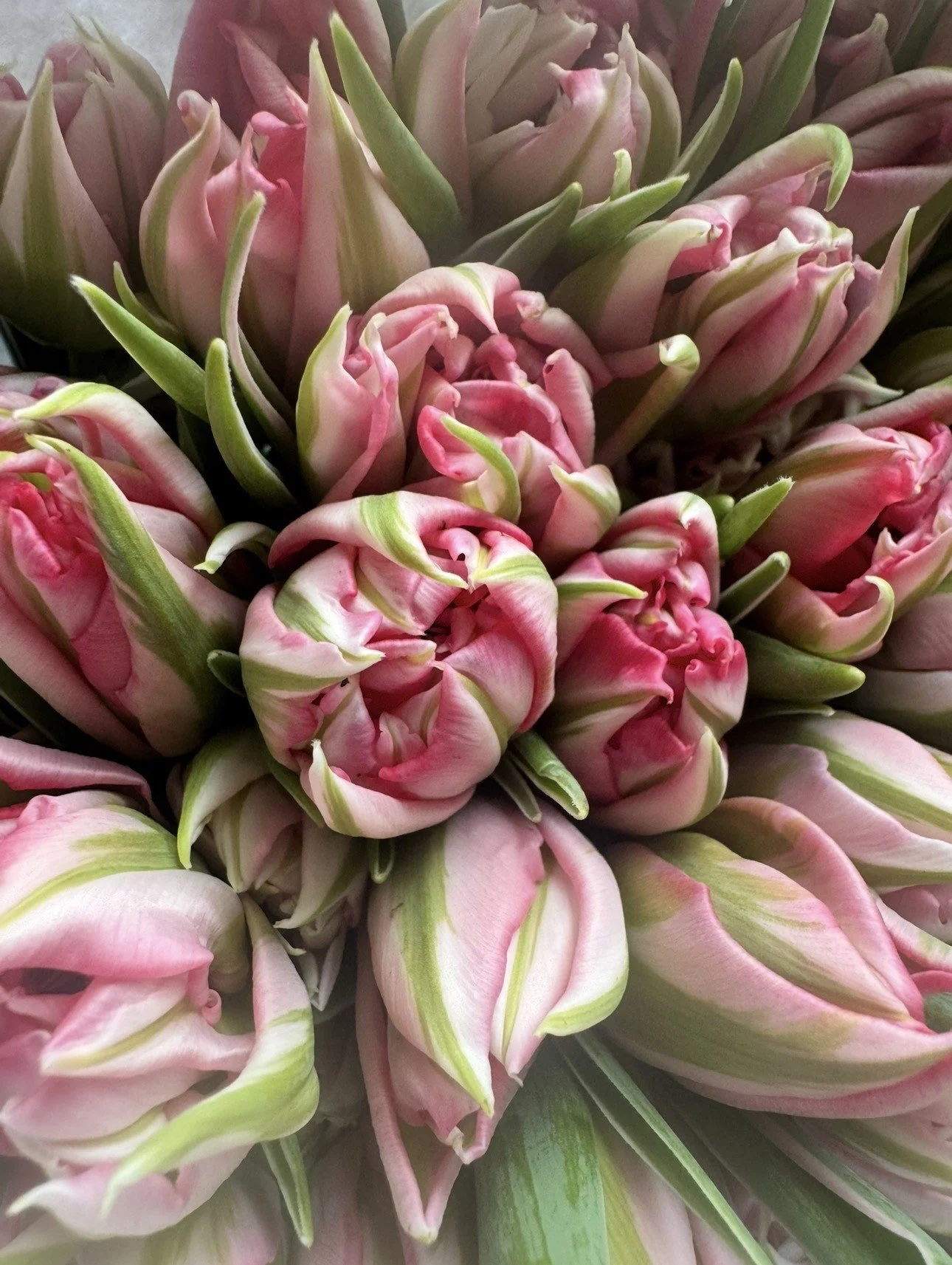 Mothers day tulips 2.jpeg