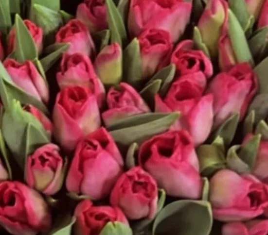 'Showstopper Delivered' Valentines British Tulip Mix