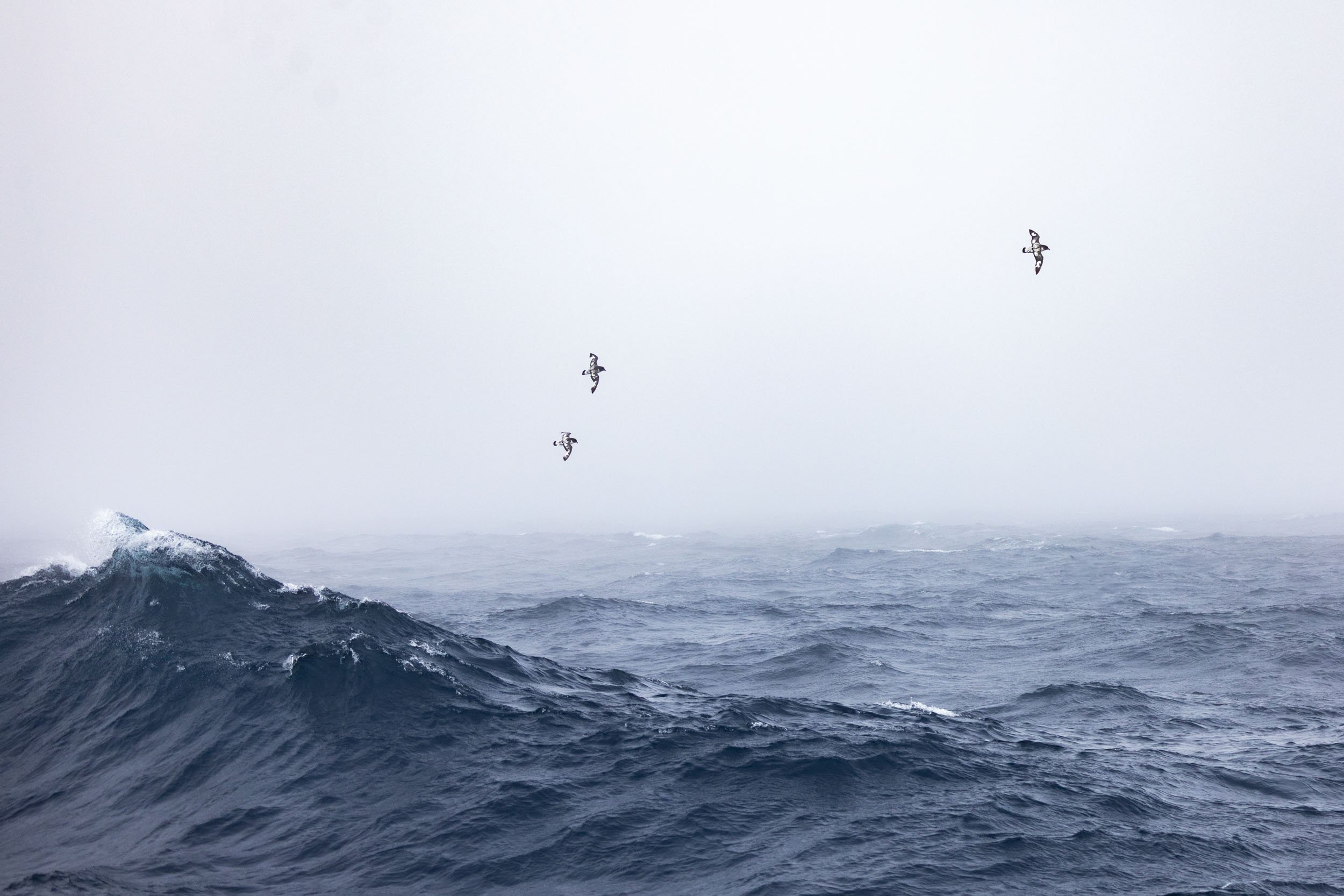 A trio of cape petrel birds fly sideways across the frame, showing their fully extended wings and distinctive spotted backs as towering waves break in the Drake Passage.