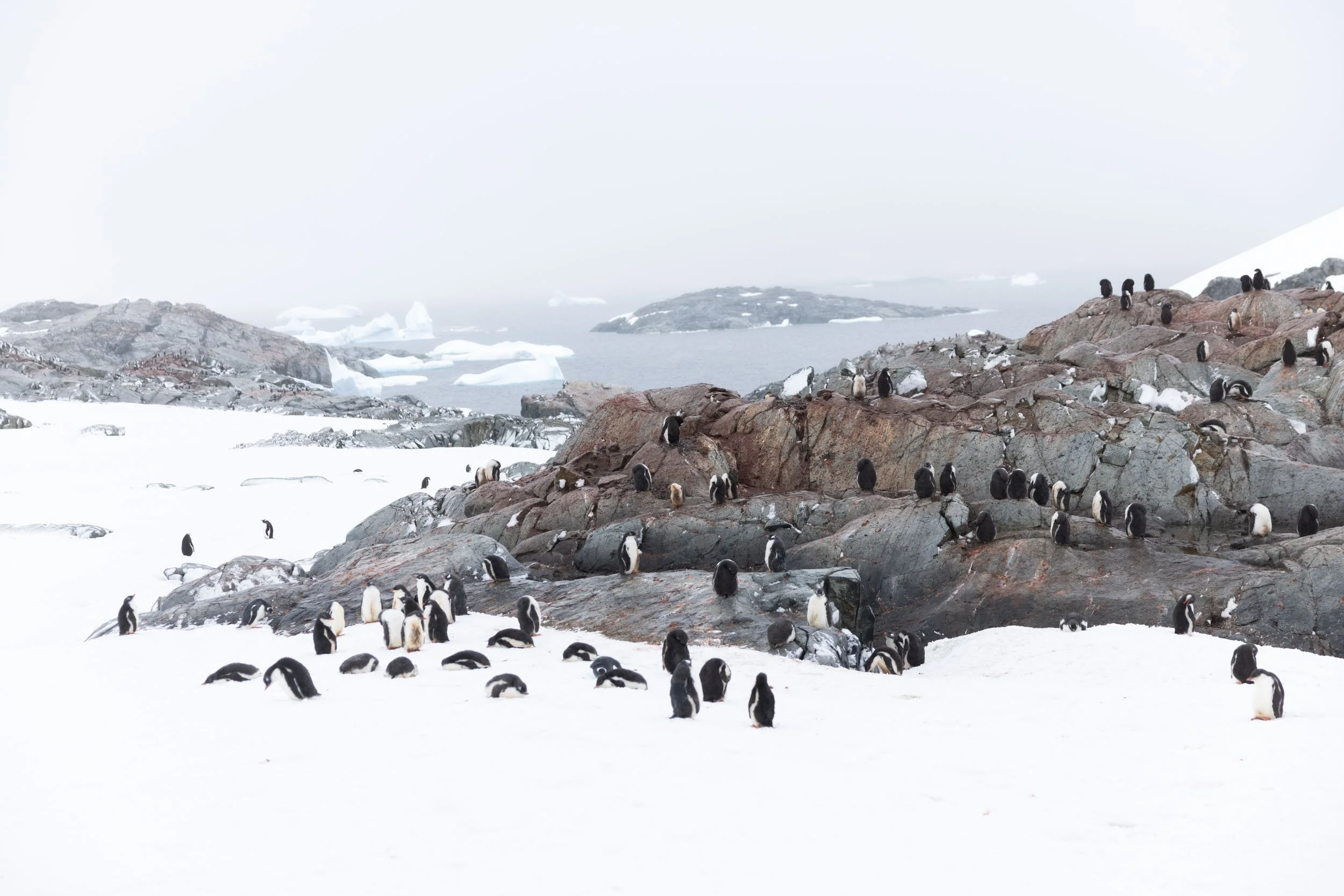 A large colony of gentoo penguins of all ages are gathered on the rocky terrain, some spilling out across the surrounding snow fields, as ice bergs float by through the sea in the distance on Petermann Island, Antarctica.