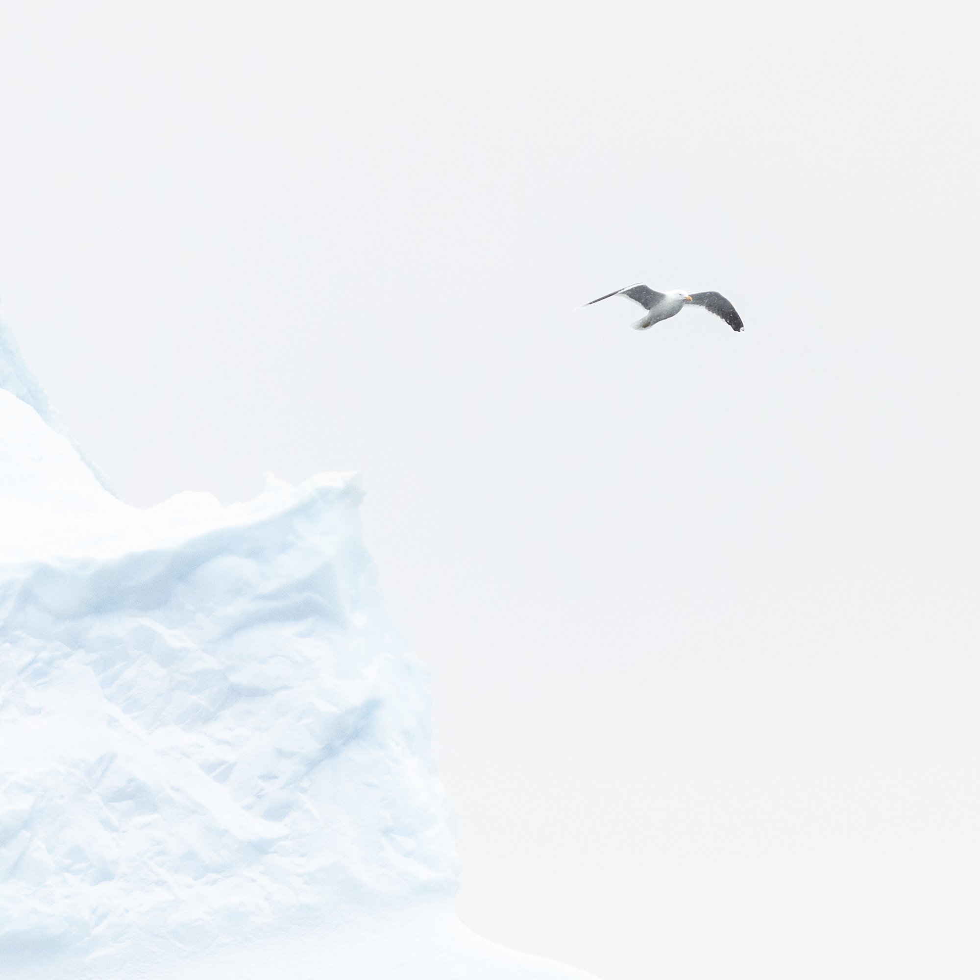 Bird and Berg_0001_Detail.jpg