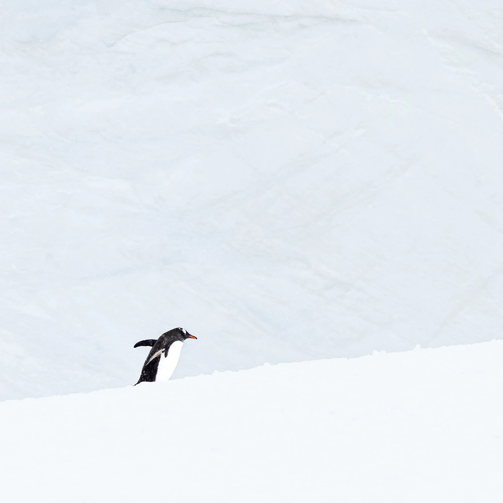 On a Mission_0001_Detail.jpg