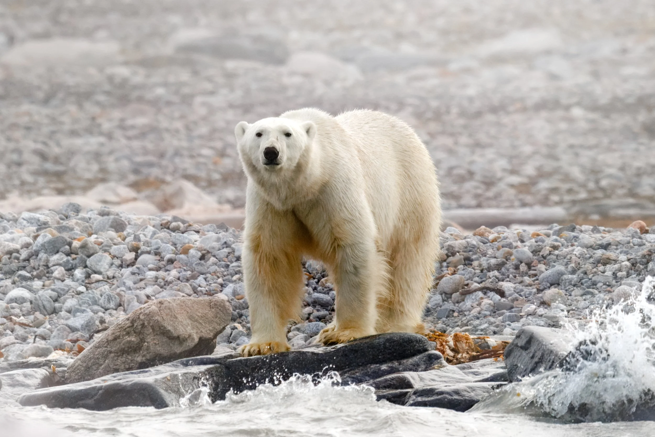 Svalbard