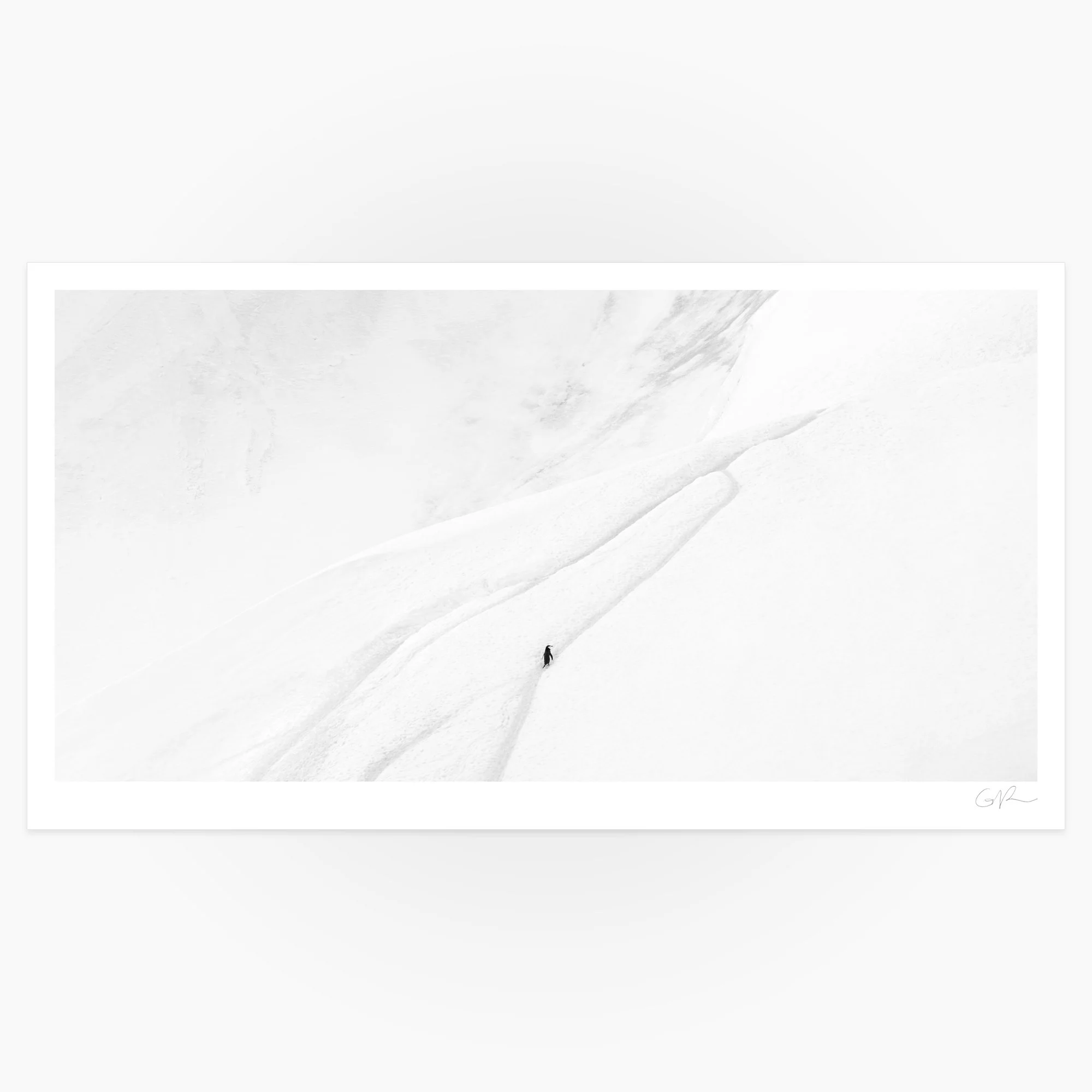 Penguin Trails