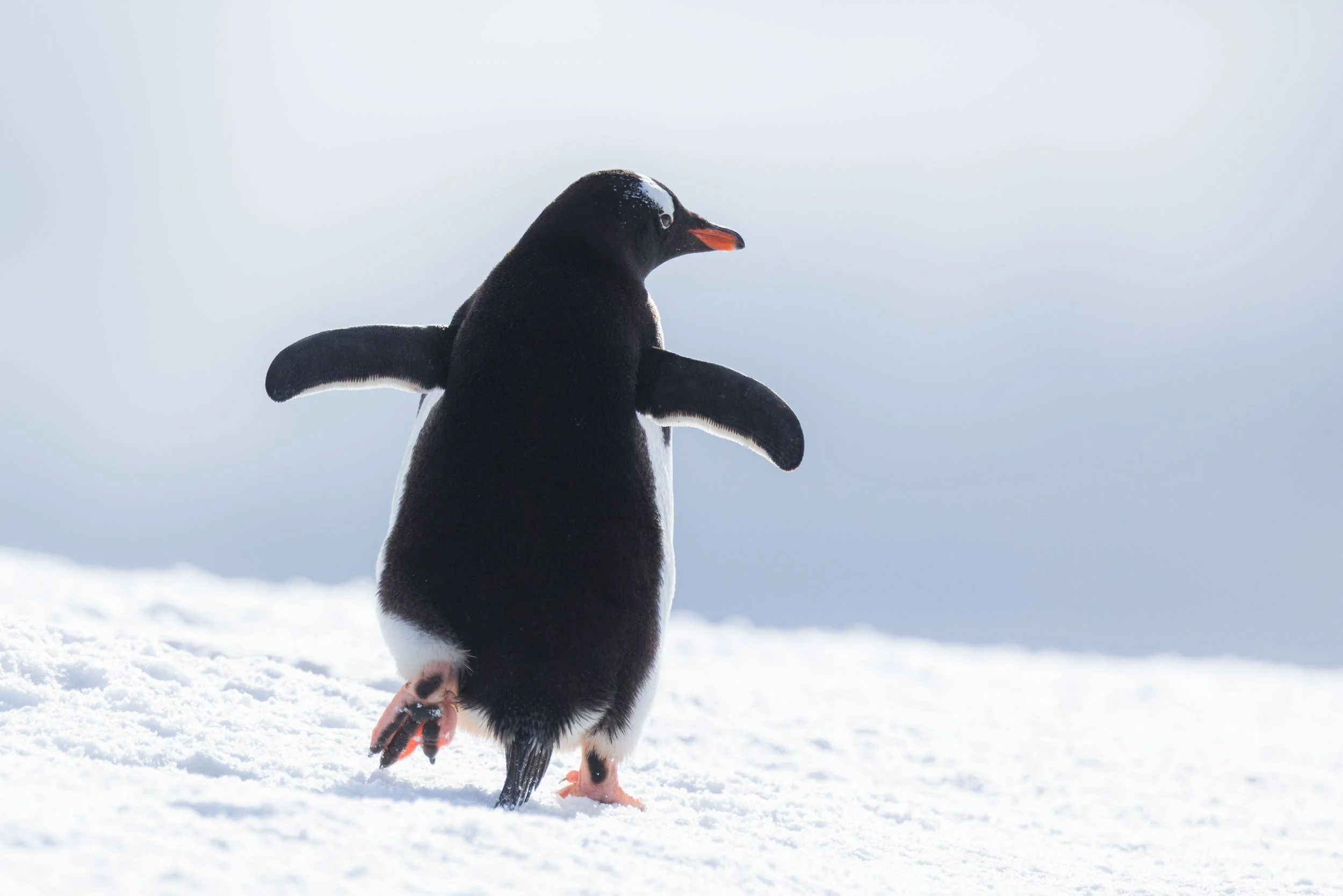 A close-up portrait of a gentoo penguin walking away through the shallow snow. One foot raised in motion, it also has its wings raised for balance and its head turned to the side revealing an eye and orange beak near Port Charcot, Antarctica.