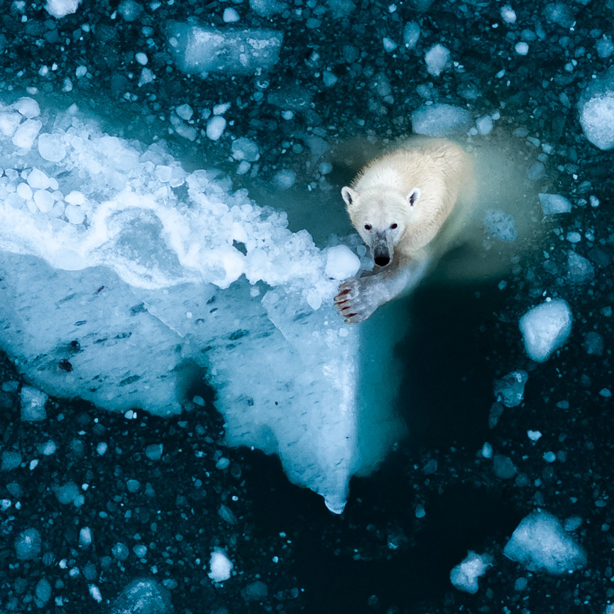 Amongst the Ice_0001_Detail.jpg