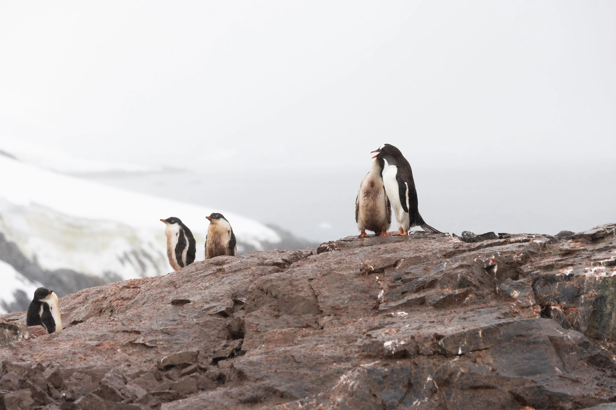 A baby gentoo penguin, neck extended up, feeds from its mother's open mouth while standing on a rock surrounded by a few other young penguins on Petermann Island, Antarctica.