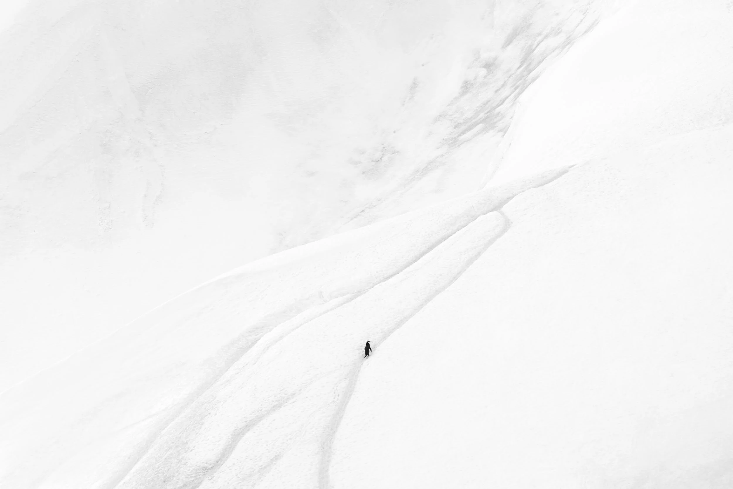 A solitary chinstrap penguin walks along a network of snow-covered penguin highway trails leading off into the vast never-ending expansive Antarctic terrain near Orne Harbour.
