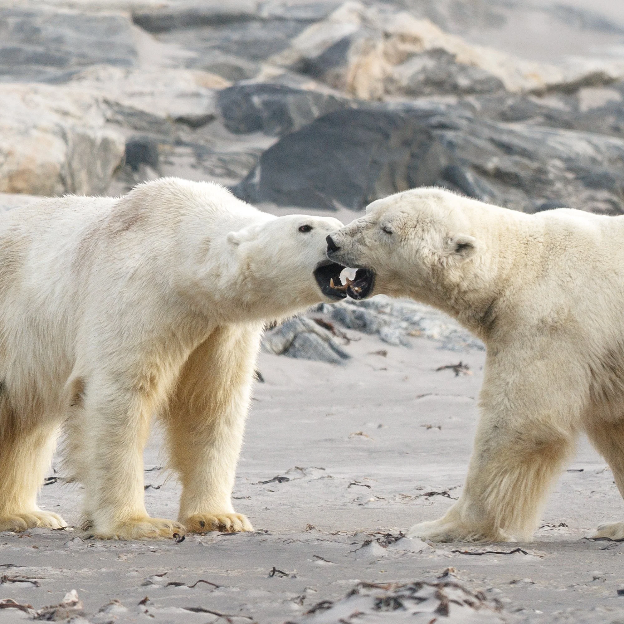 Polar Encounter_0001_Detail.jpg