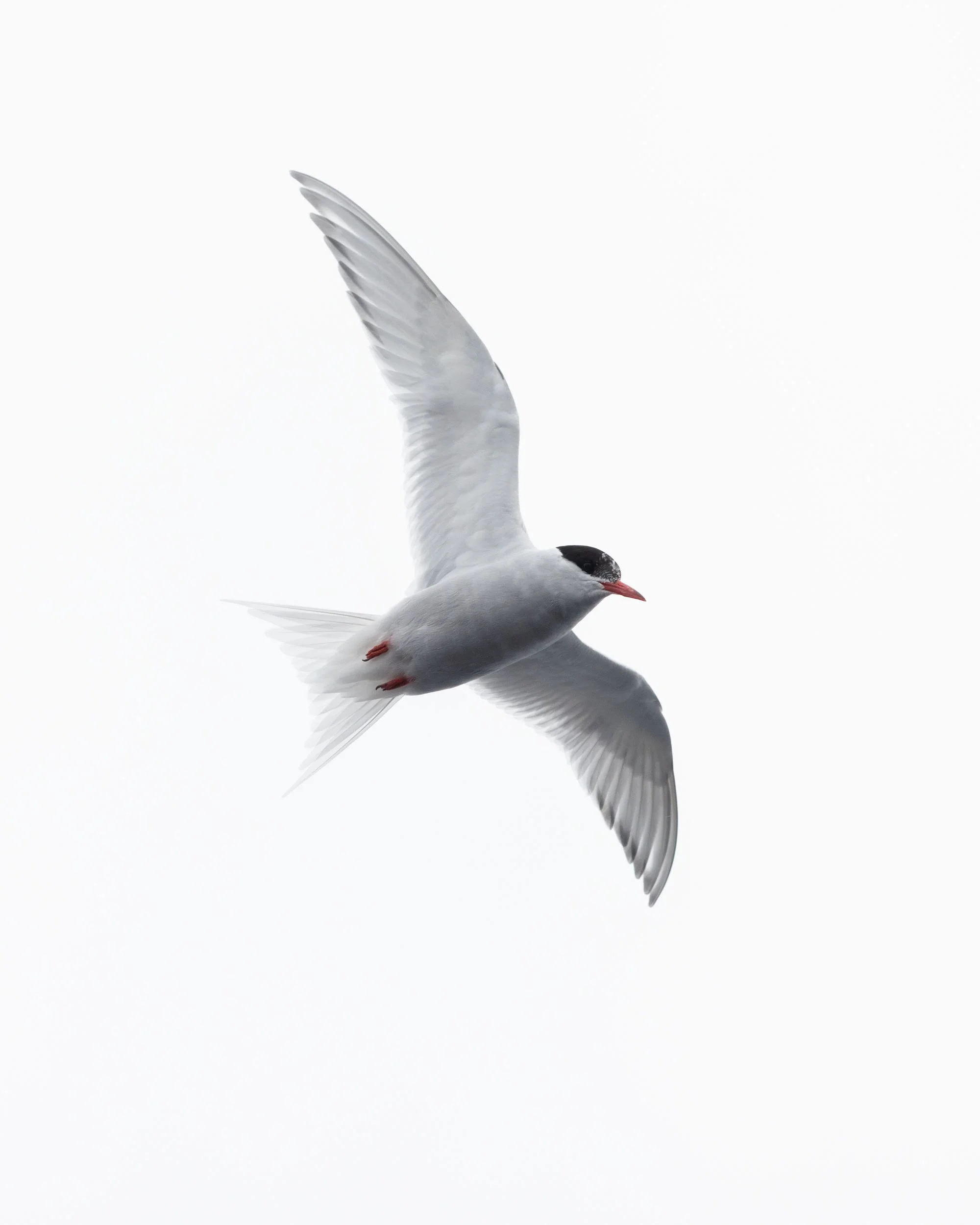 A high-key close-up full-body portrait of the underside of an antarctic tern bird in flight, with wings fully extended, near Winter Island, Antarctica.