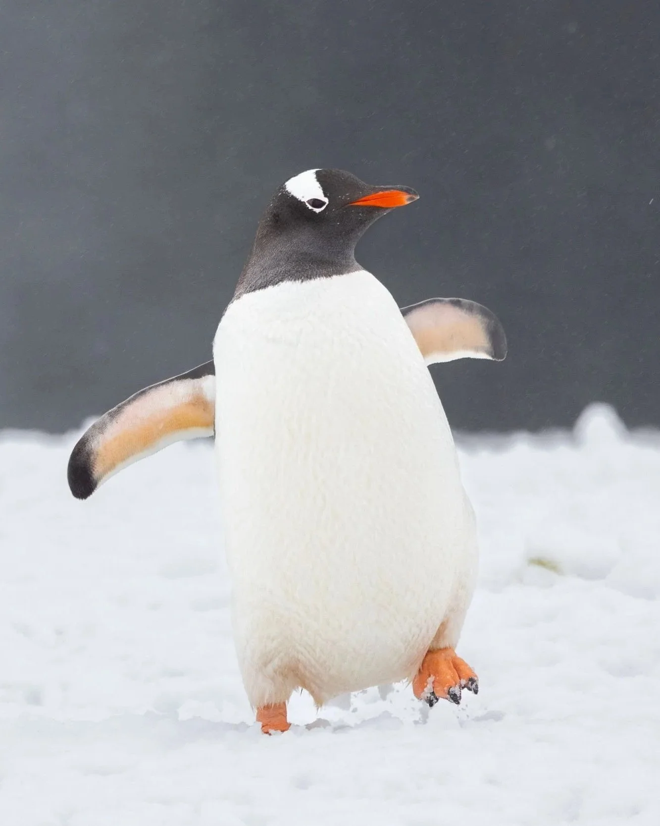 A full-body portrait of a forward-facing gentoo penguin, wings extended and foot raised in motion as it marches through the snow, head angled to reveal its eye and colorful beak as snow falls in Petermann Island, Antarctica.