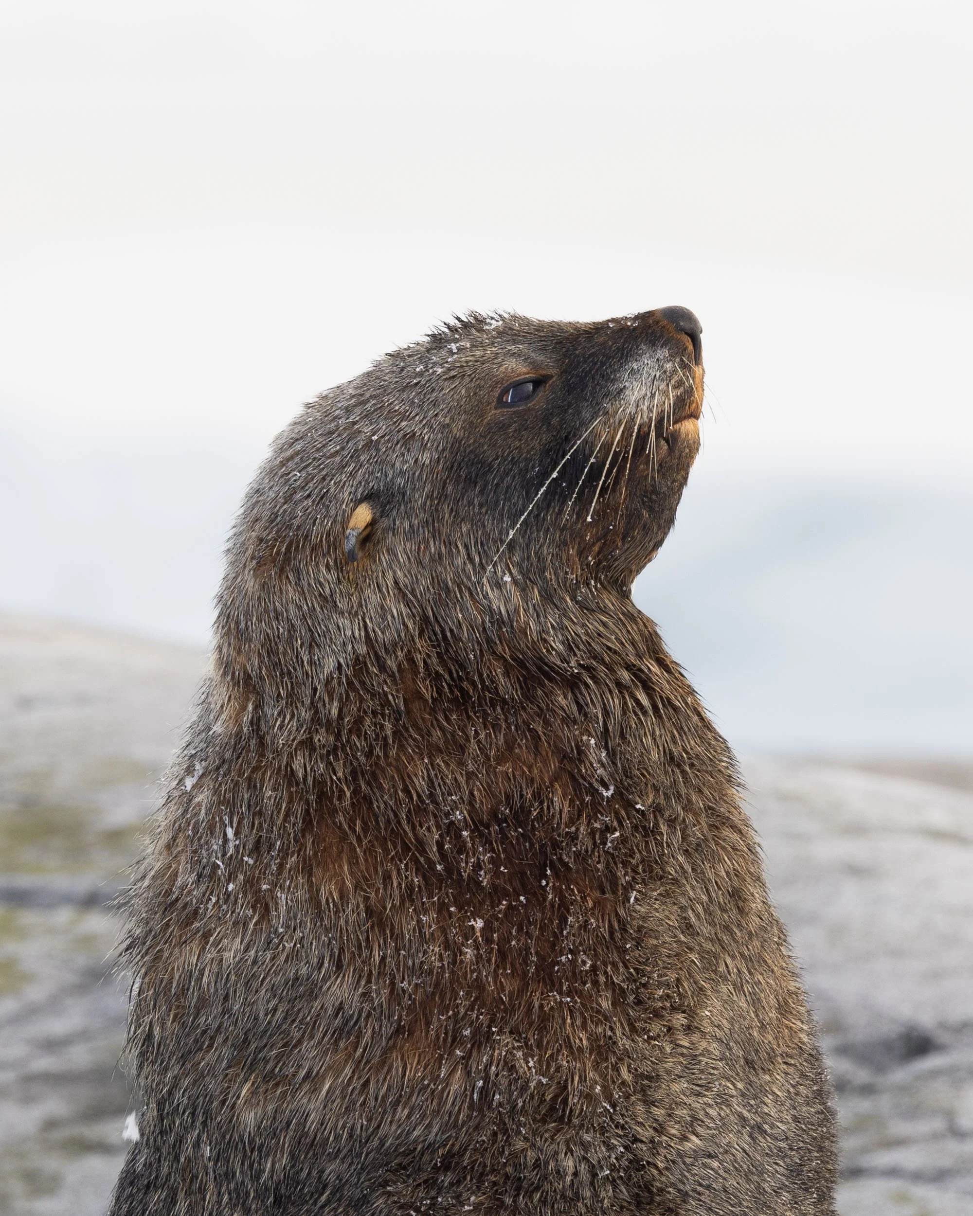 A close up, half-body profile portrait of a distinguished looking antarctic fur seal, nose raised high, ear back, and snow-covered whiskers glistening in the light, near Port Charcot, Antarctica.