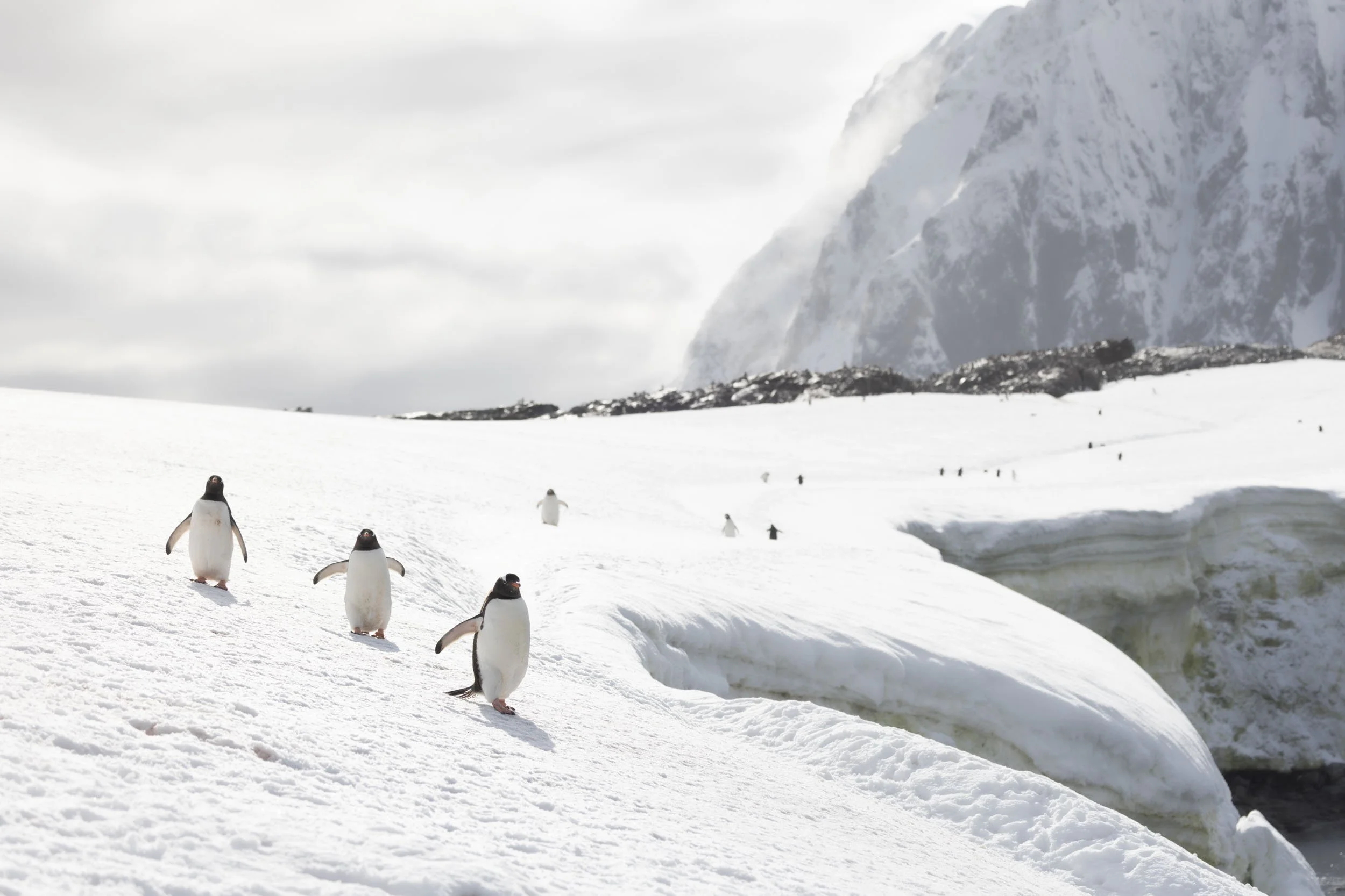 Three gentoo penguins, all in a line with many more behind, march toward the camera in a stunning, vast, snow-covered Antarctic landscape. Sunlight breaks through the clouds onto a massive mountain in the distance in Port Charcot, Antarctica.