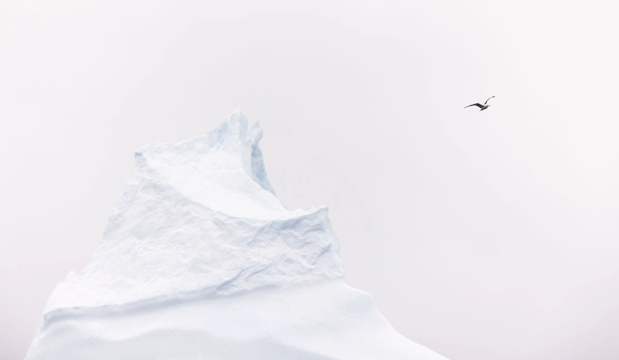 A solitary kelp gull bird in flight, wings extended, flies past a striking, minimalist, geometric iceberg. The lines in the berg naturally curve and point to the bird. Taken near Winter Island, Antarctica.