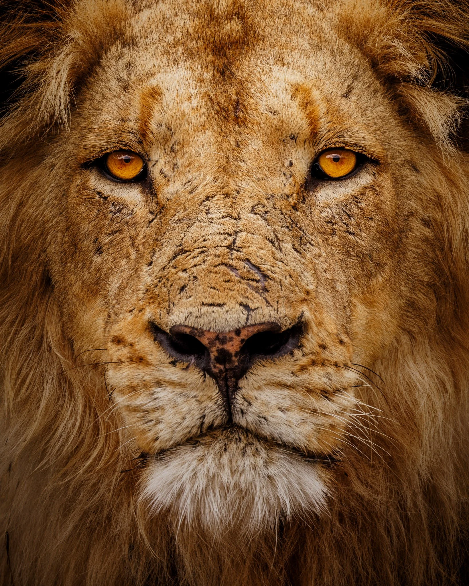 In Search of a Lion: Wildlife Photography in Kruger National Park