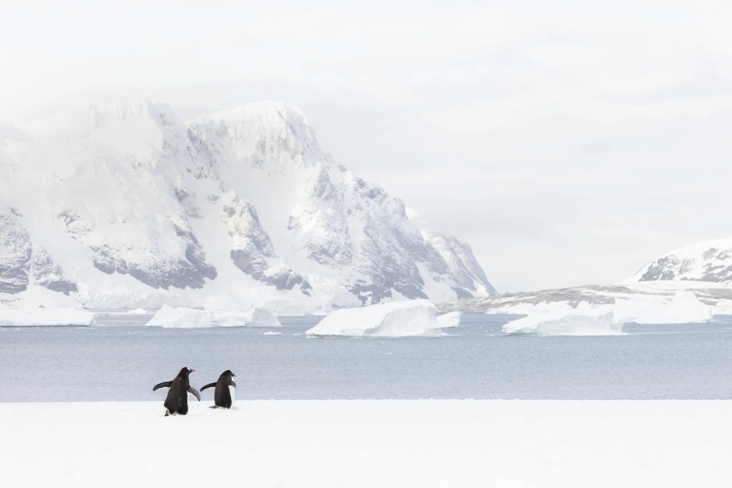 Two gentoo penguins, wings extended for balance as they waddle across the snowy ridge, head for the iceberg riddled sea as towering snow-covered mountains extend in the distance. Taken near Port Charcot, Antarctica.