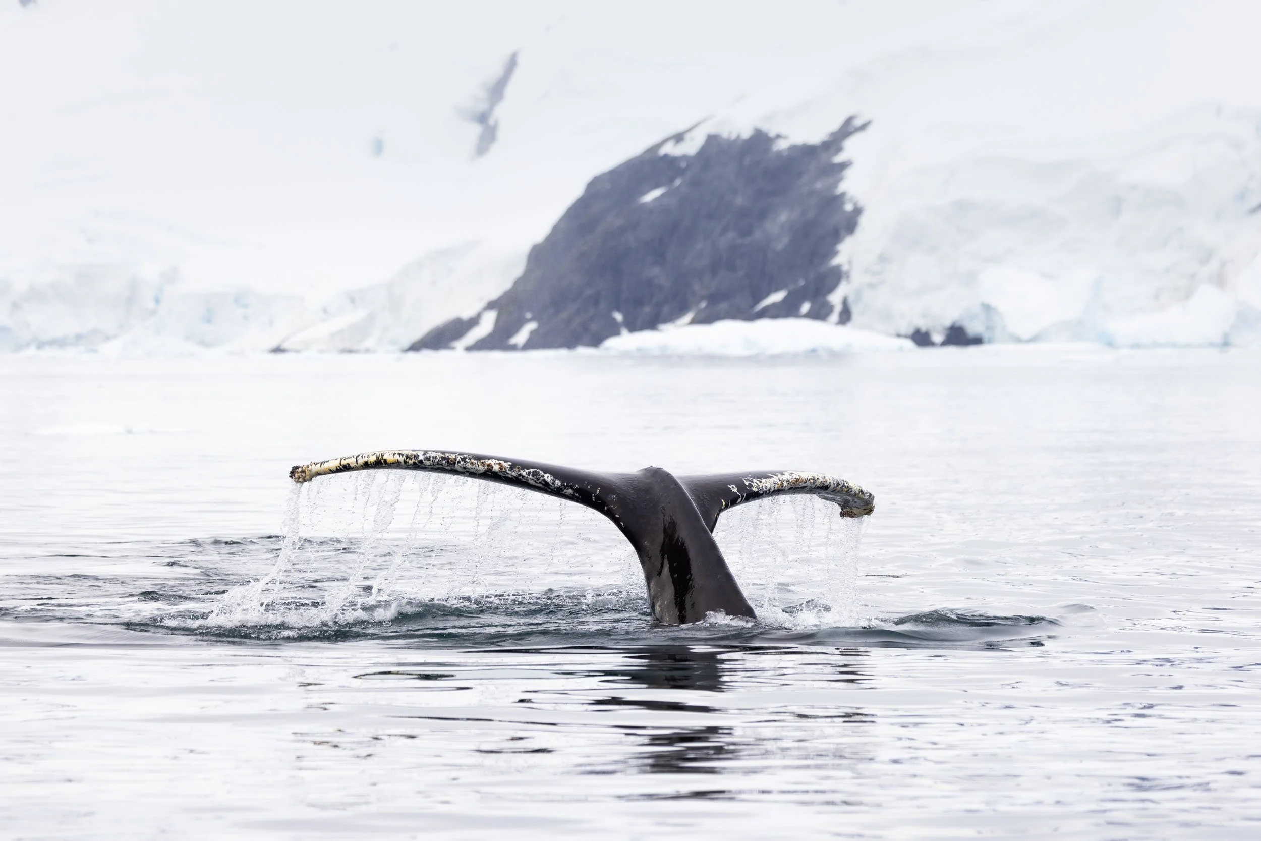 A close-up of a humpback whale fluke (tail) extends out of the water as the whale dives below. Water rushes off the fluke in a mini waterfall, while icebergs, rocky terrain, and a glacier fill the background. Taken near Paradise Bay, Antarctica.