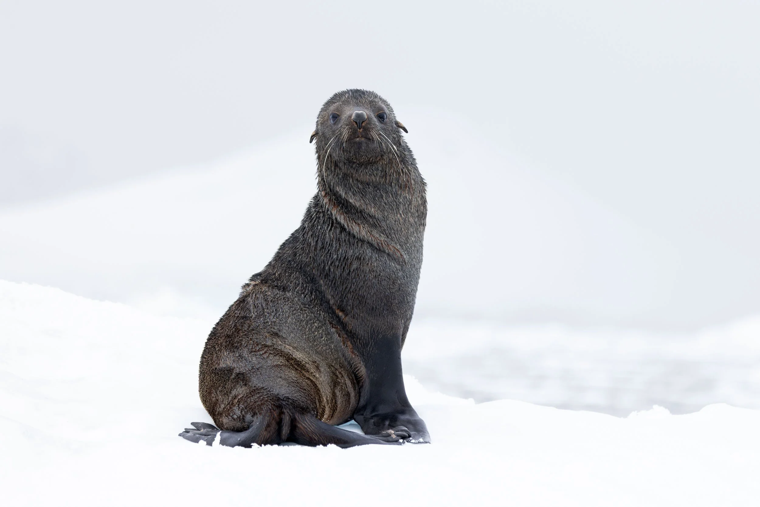 A close-up portrait of an antarctic fur seal sitting tall on a snowy ice flow, twisting its body completely around revealing fur wrinkles and stares directly into the camera near Borgen Bay, Antarctica.
