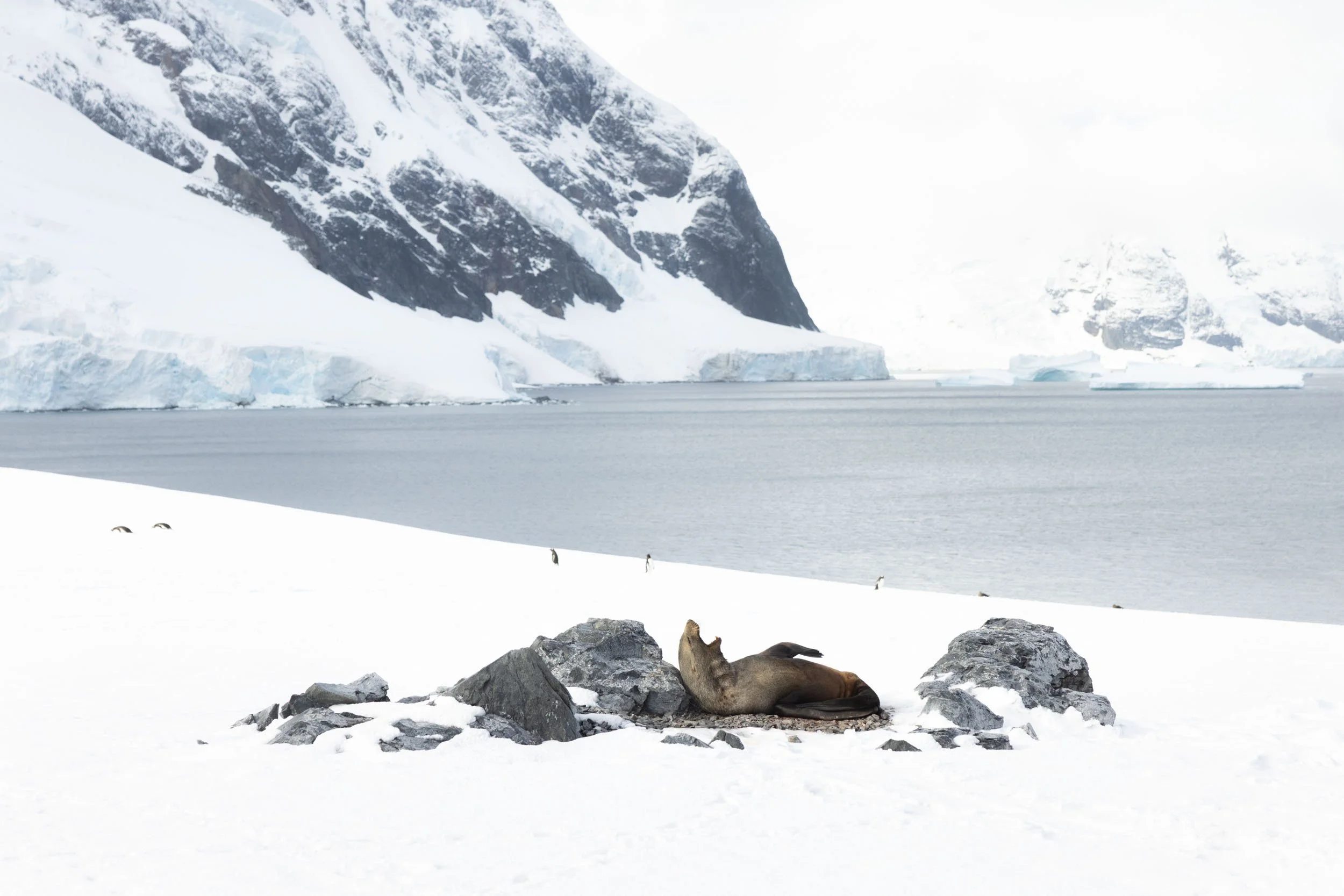 An antarctic fur seal lays on its back amongst rocks and the expansive snow, its mouth wide open pointing to the sky, as penguins scatter behind, dwarfed by the sea, towering mountains, and distant glaciers. Taken near Port Charcot, Antarctica.