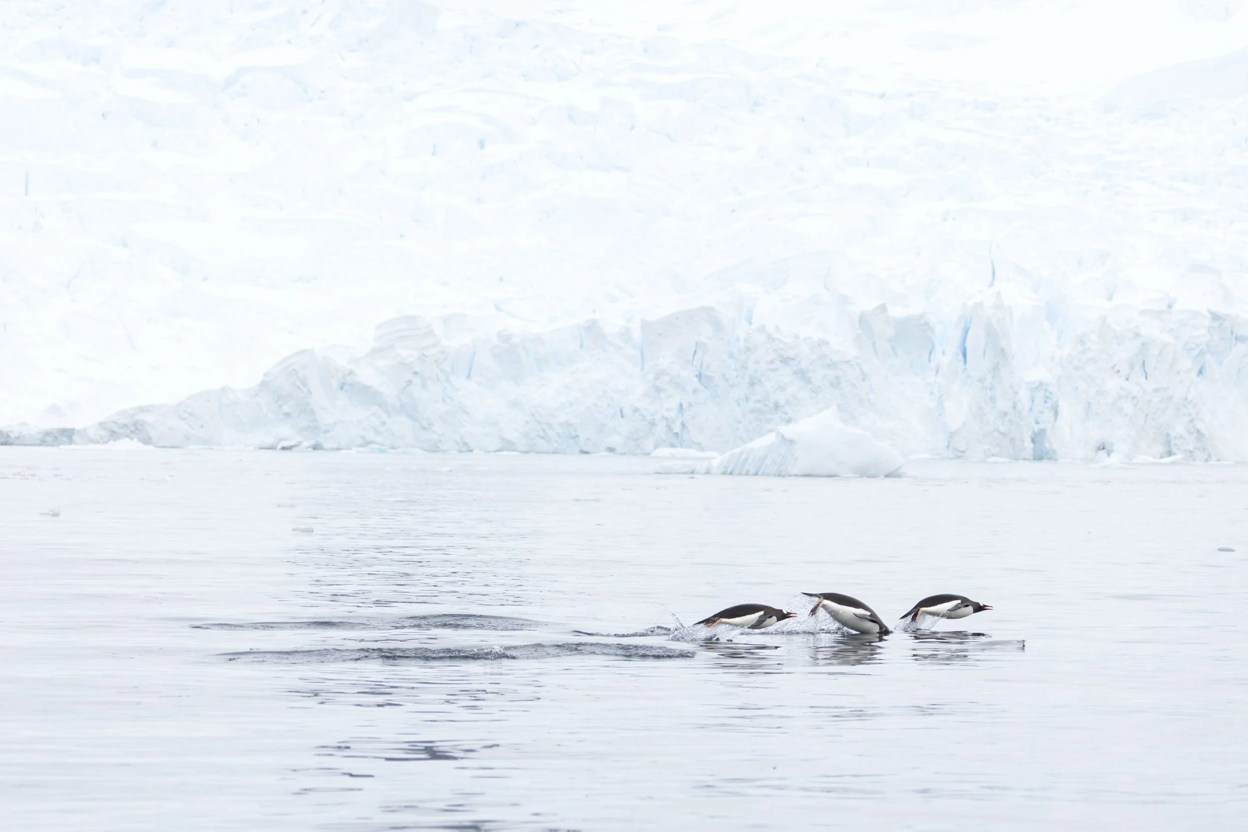 Three gentoo penguins porpoise through the water, leaping through the air as they swim across the frame, with icebergs and a large white glacier in the background near Skontorp Cove, Antarctica.