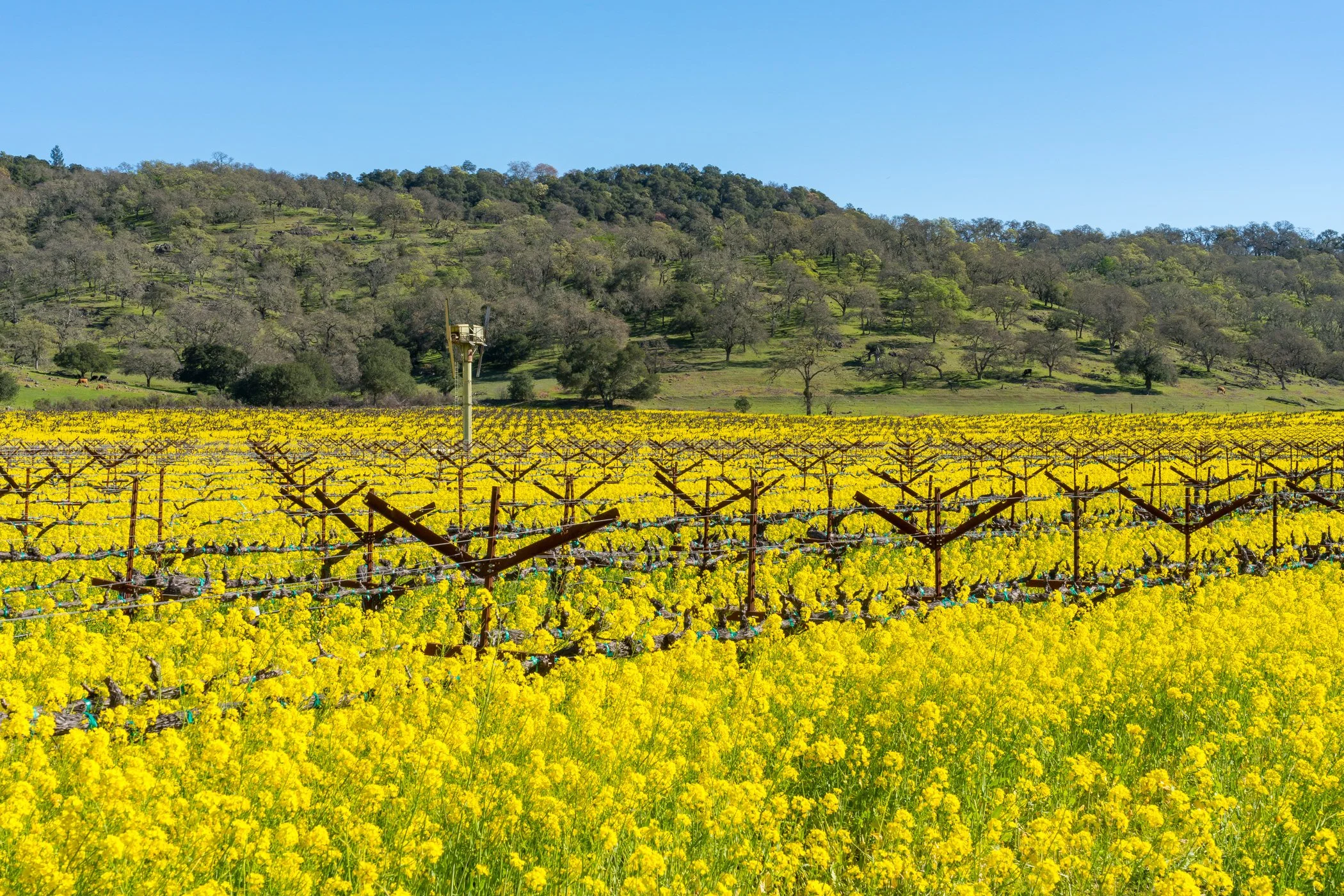 St. Helena Area Photos-MLS1.jpg