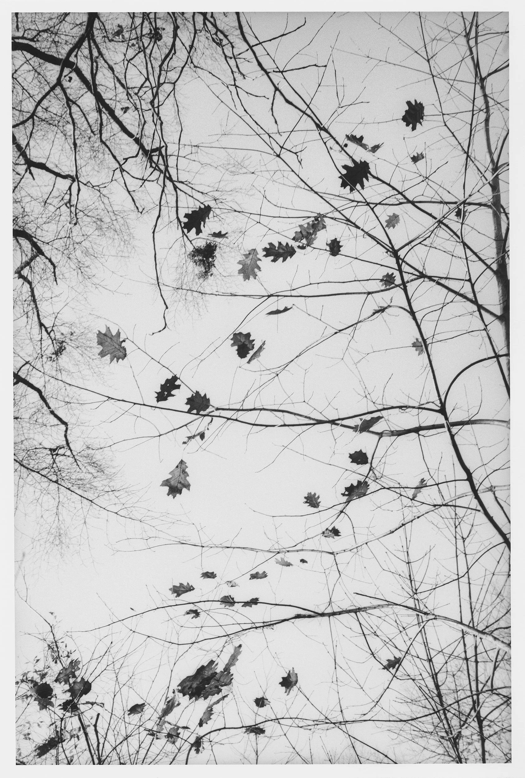 Black and white photo of tree branches with sparse leaves against an overcast sky.