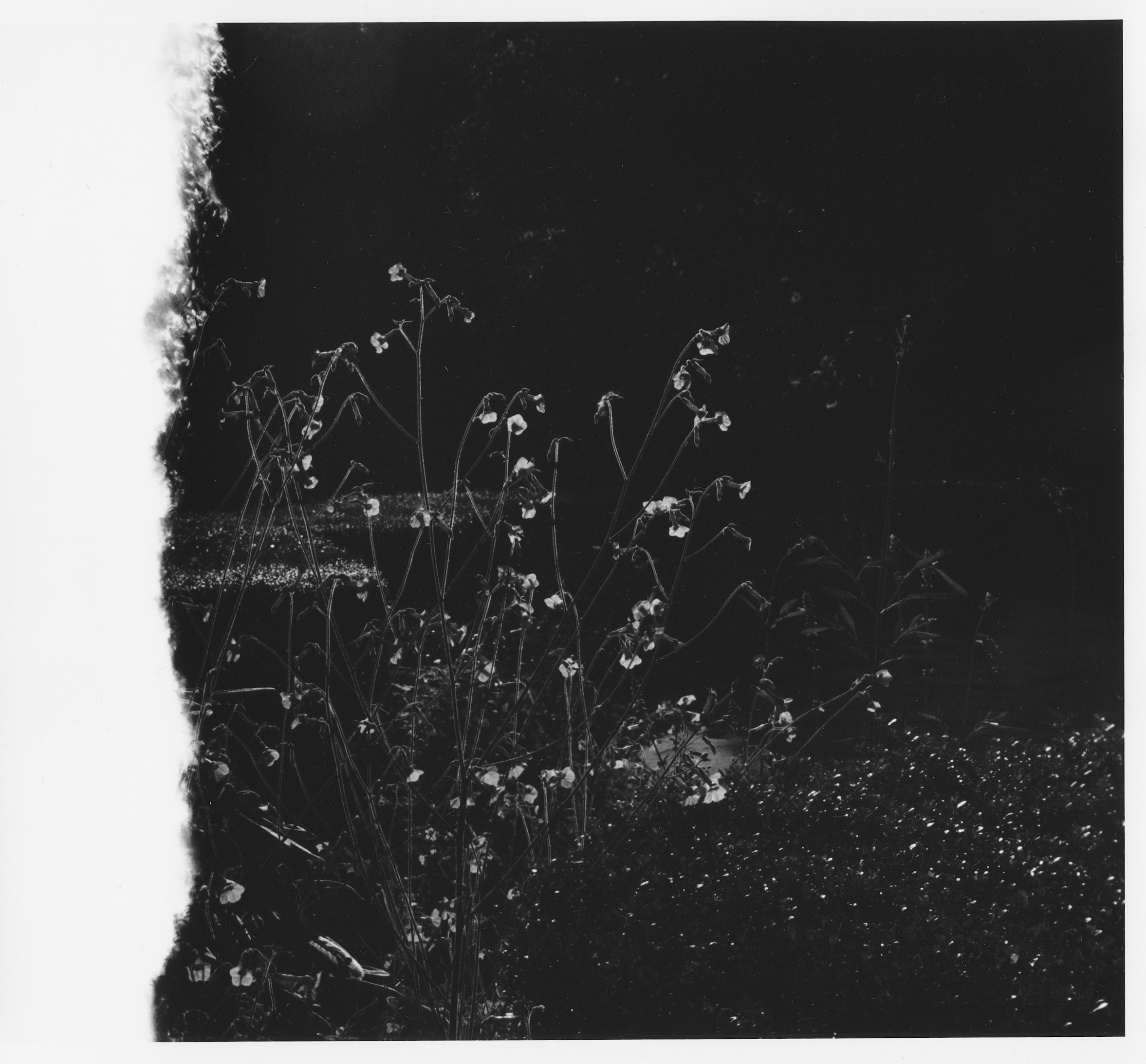 Black and white photograph of dried plants or flowers with a dark sky or background, possibly taken during sunset or sunrise.