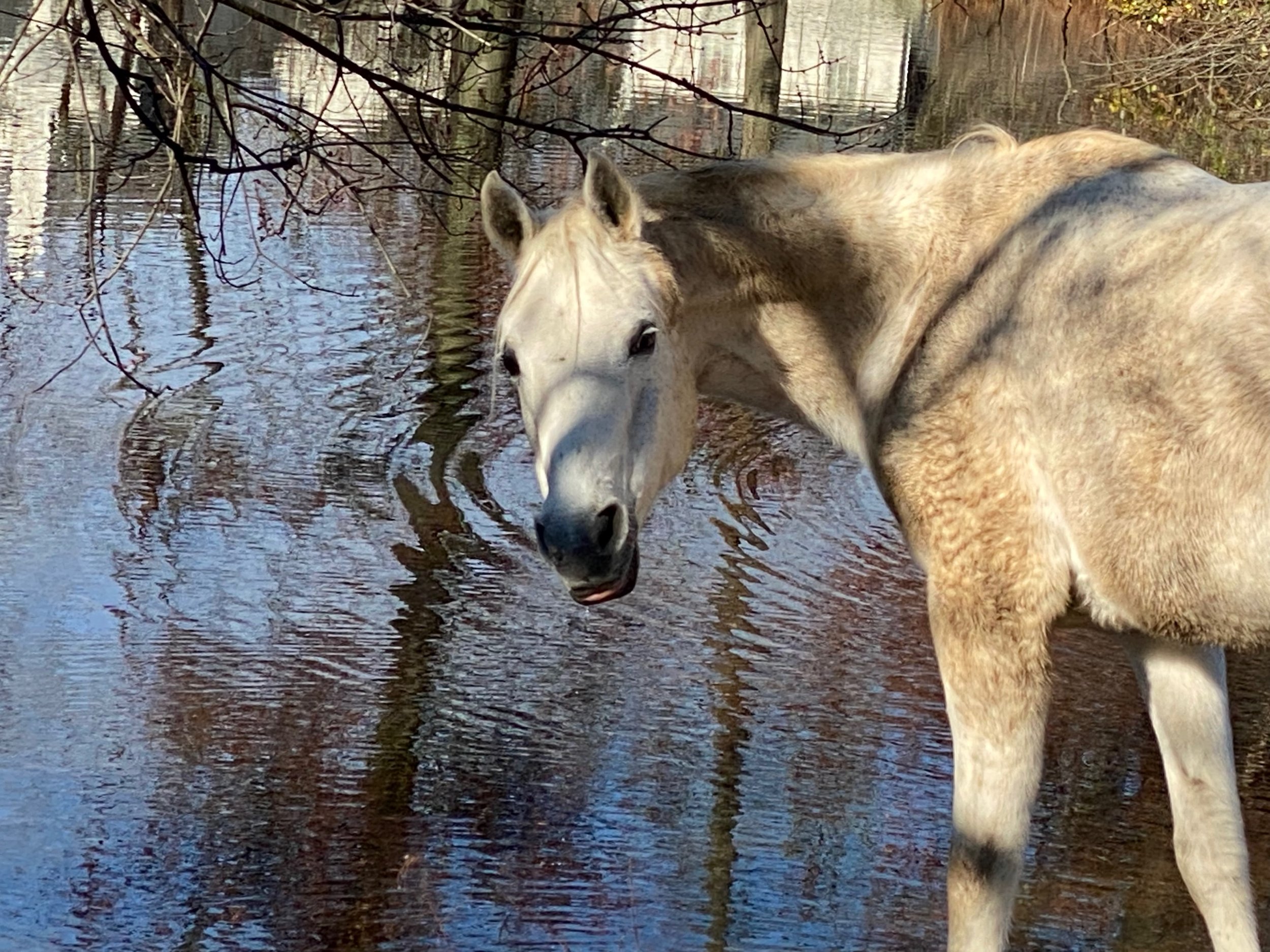Wolf Pond.jpeg