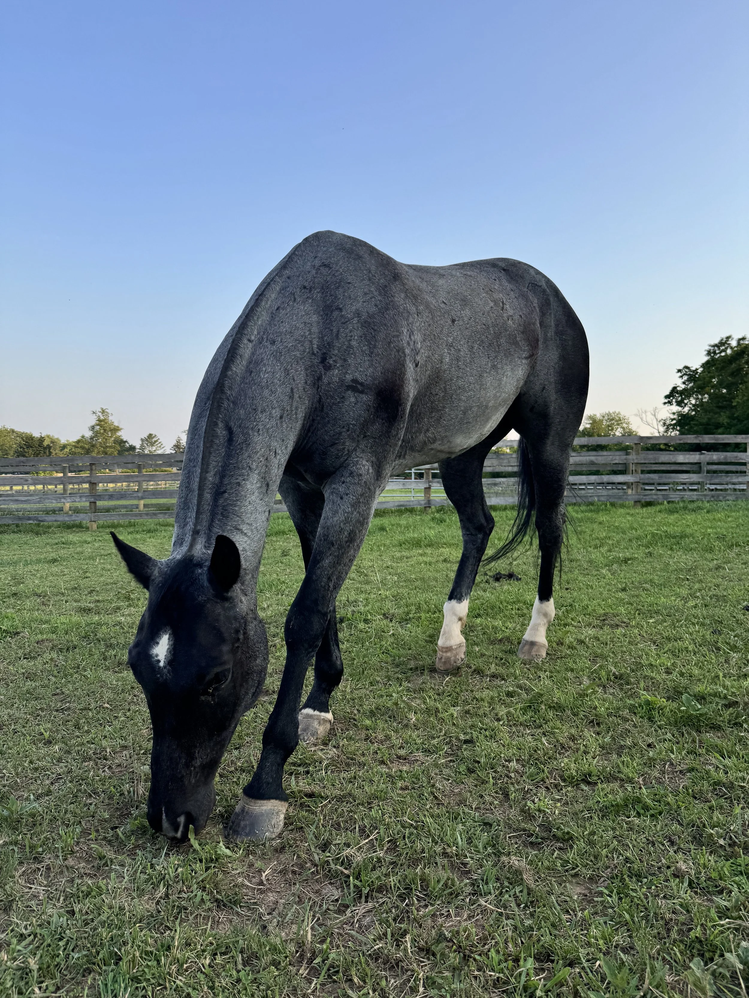 bane no fly mask.jpeg