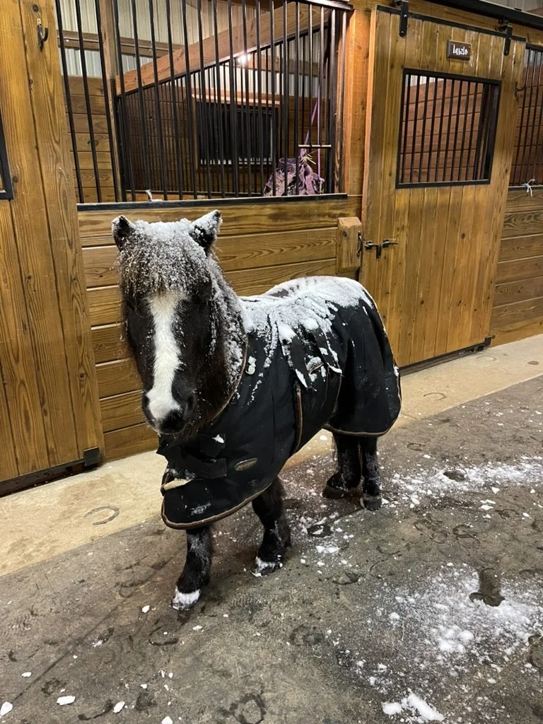 snowydash.jpeg