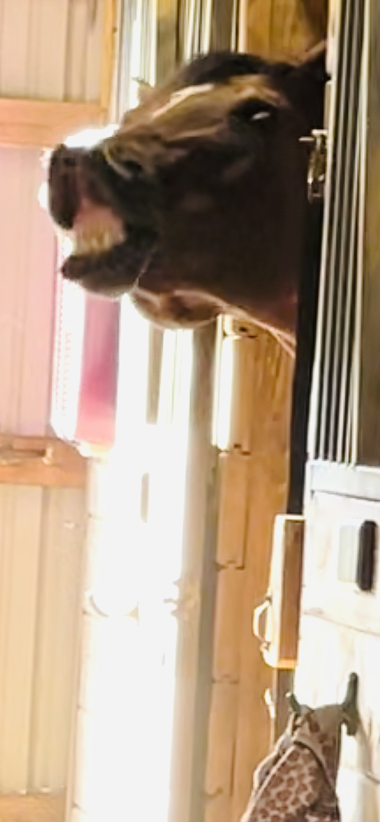 IMG_1606.jpeg