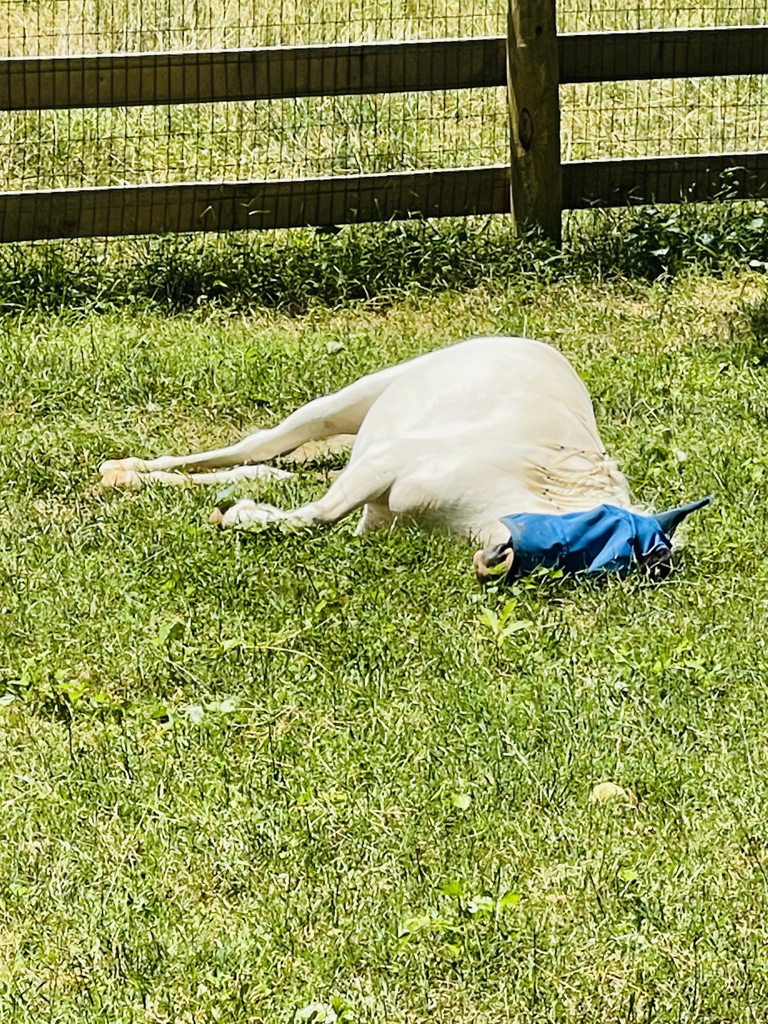 IMG_0014.jpeg