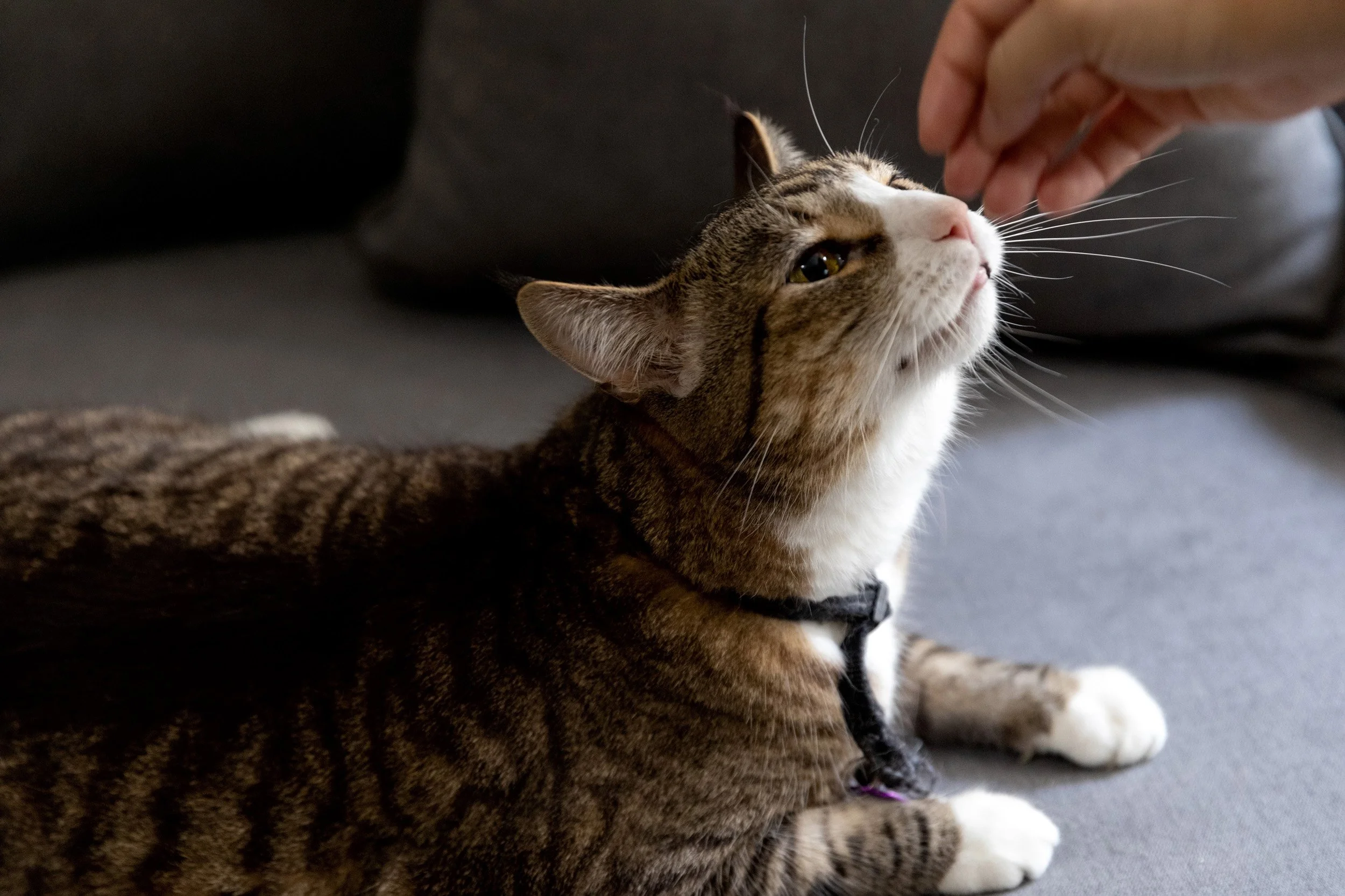 From Maine to Manhattan: Seeing Prevention in Action at PAWS NY