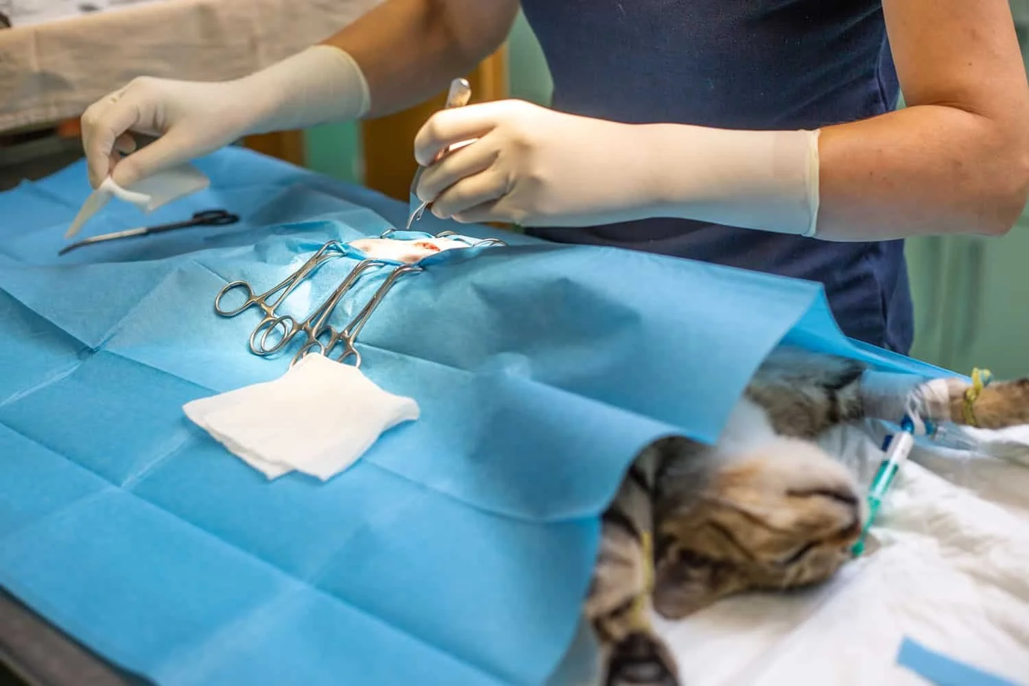 28 Lives Changed: The Impact of Our TNR Campaign