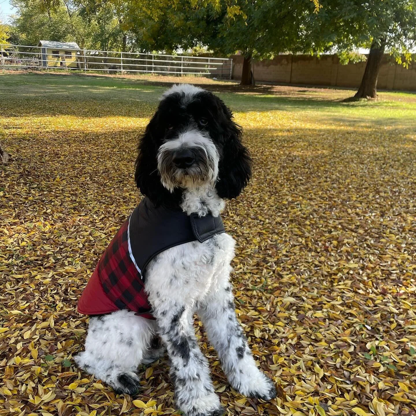 🐾 Meet Cowboy 🤠
 Cowboy is my rescue pup and the heart of our home. He may not have started off as the &ldquo;perfect&rdquo; dog, but after going through balanced training, he became the best dog. He absolutely thrives on structure and leadership&m