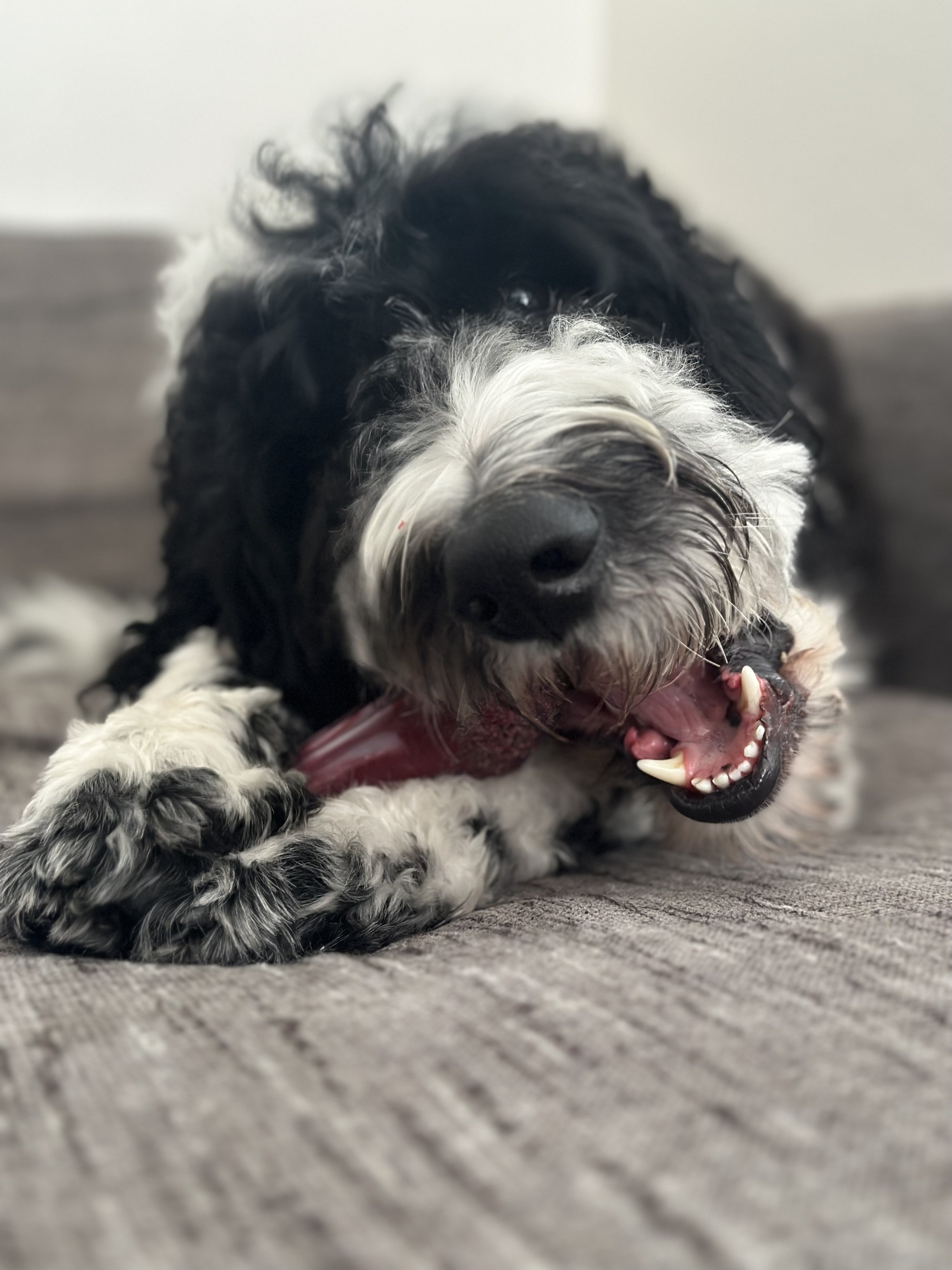 Boarding 1 night- 10+ months dog