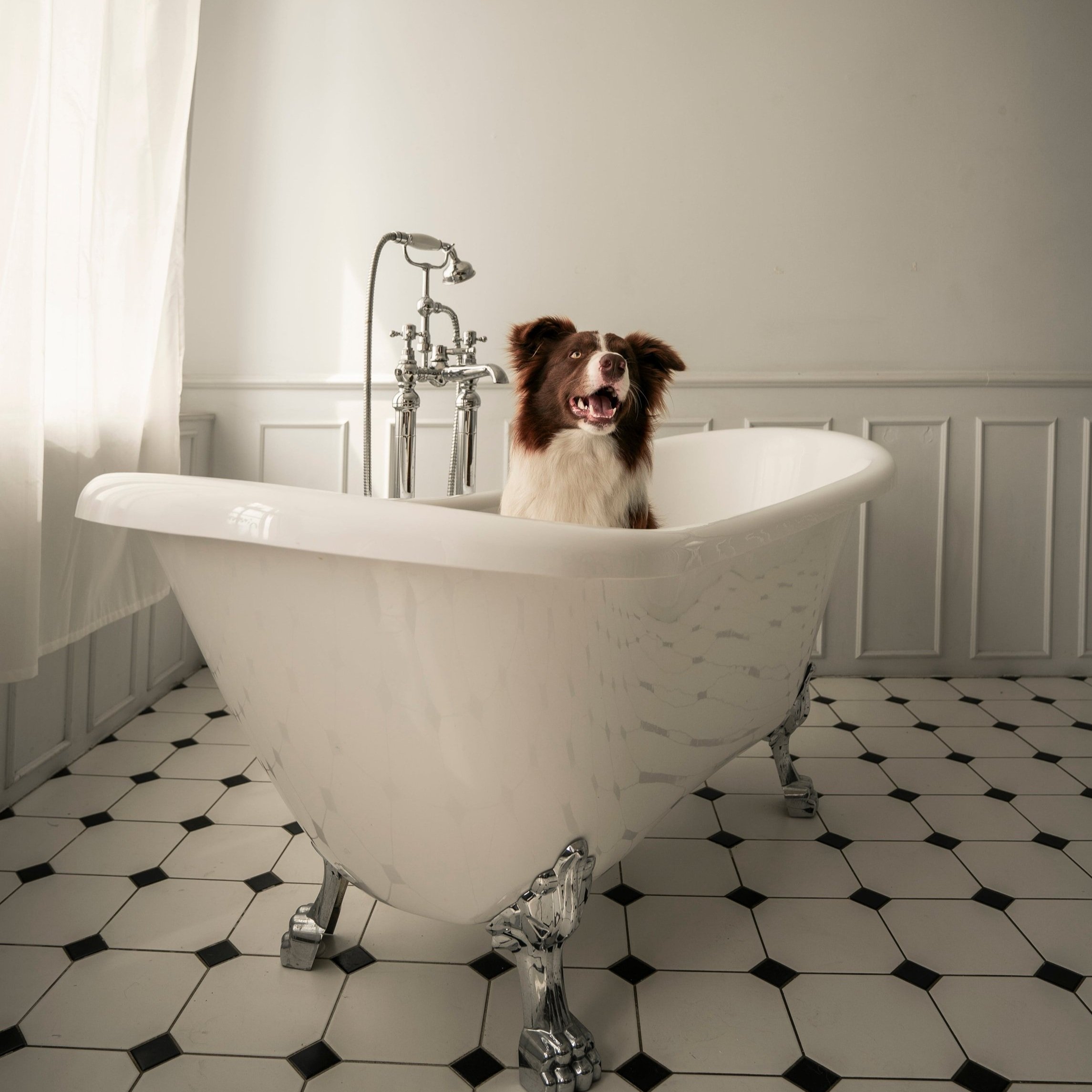 Dog Bathing and Blowout