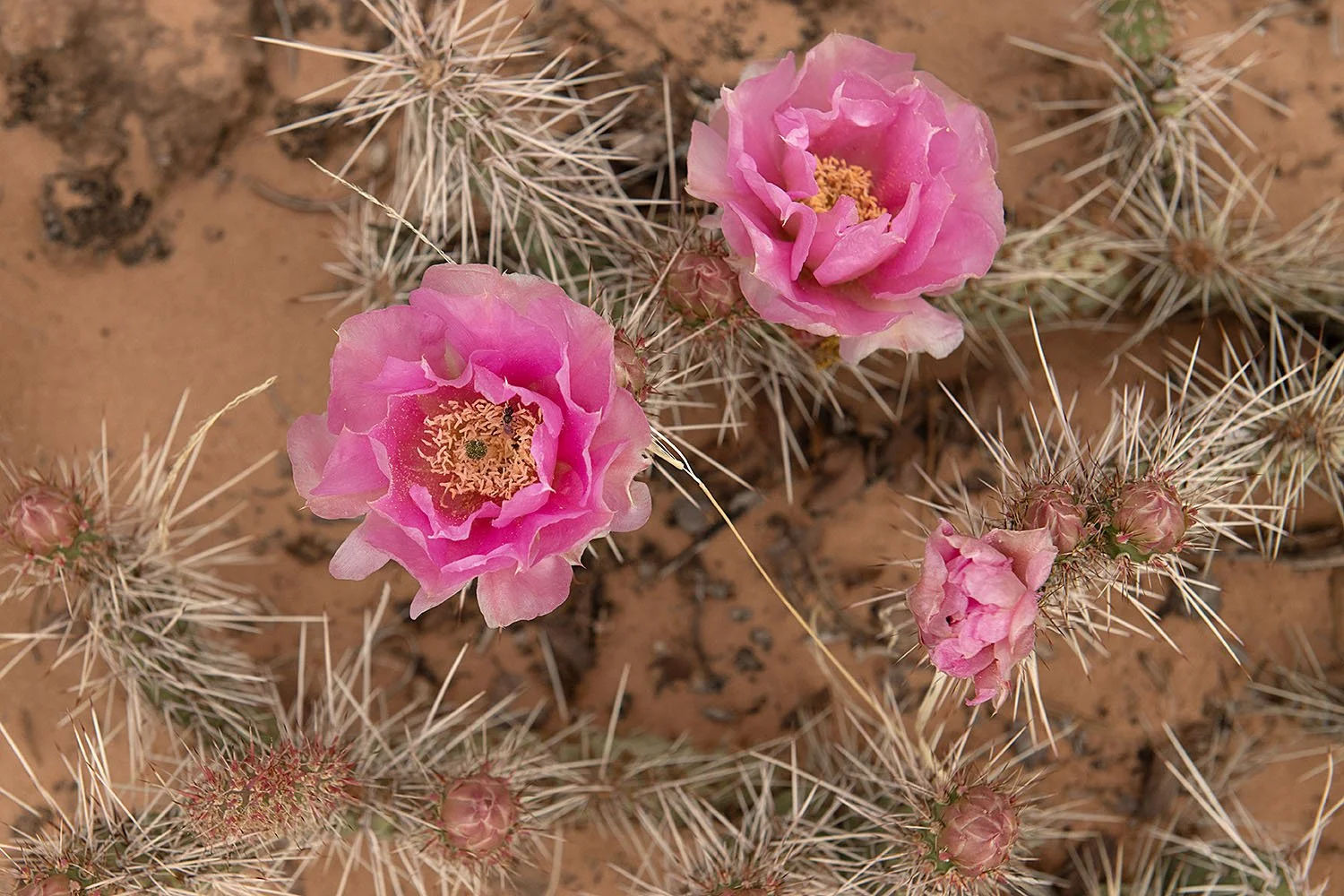 13 desert flower.jpg
