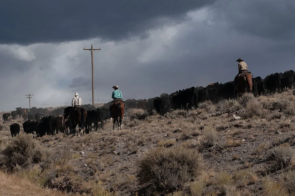 Kirsten Hepburn Photography portrait of a cattle drive in Southern Utah