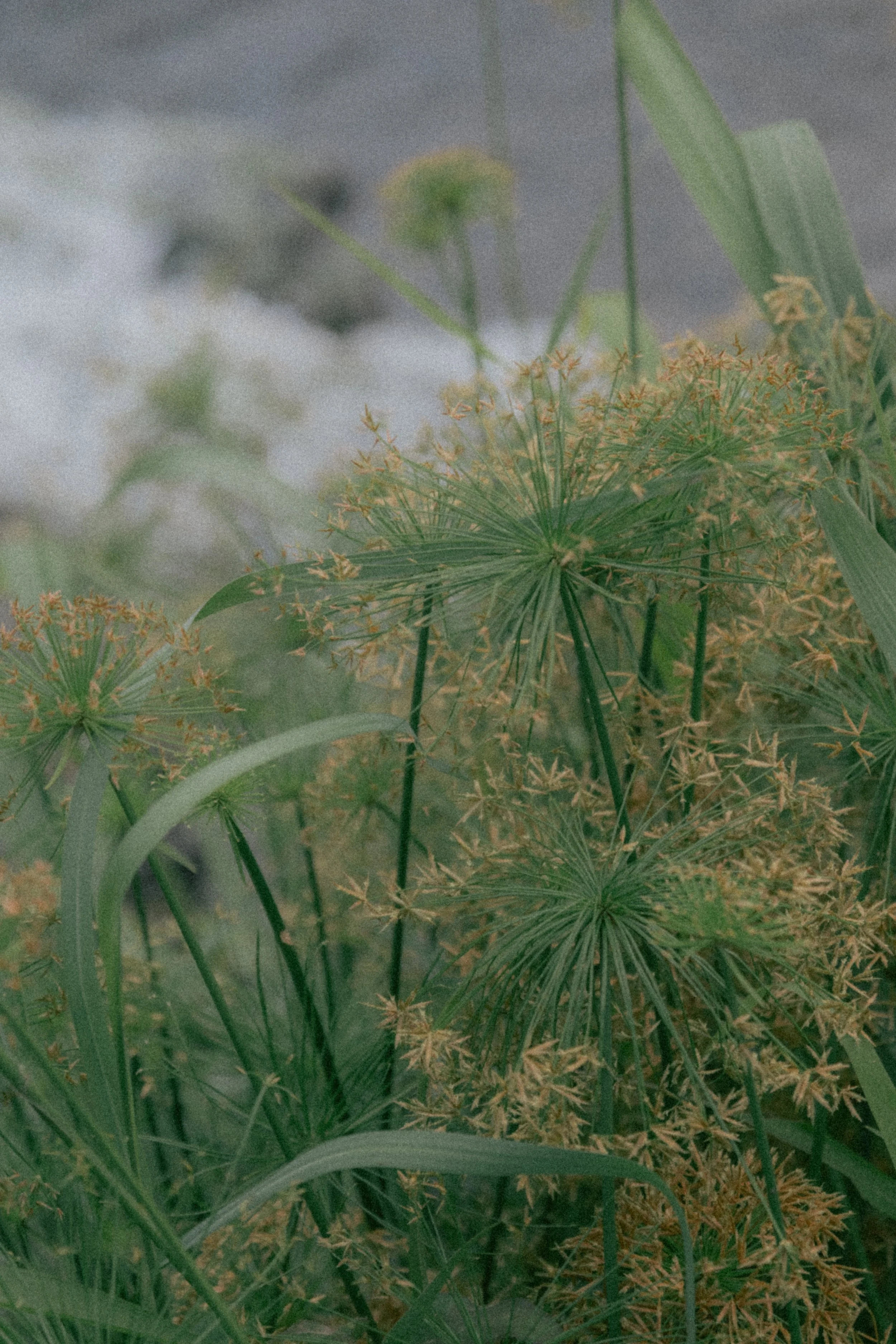 Naturopath’s Guide To Antibiotics