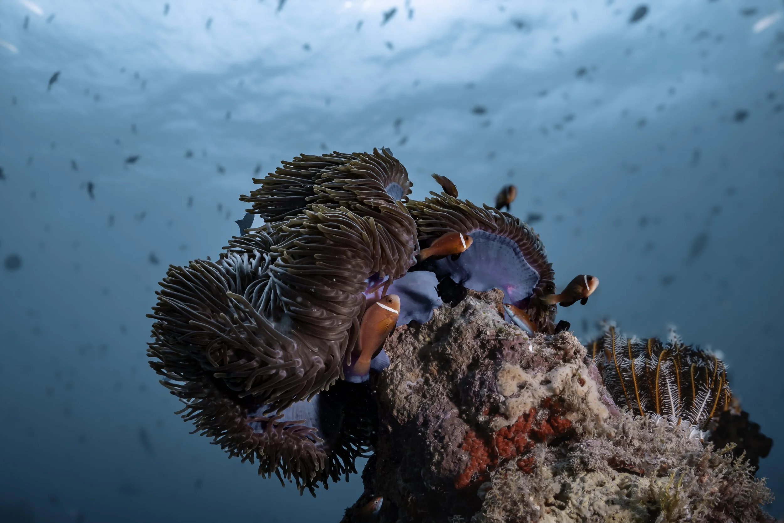 Clownfish swimming in a vibrant sea anemone on a Maldivian coral reef