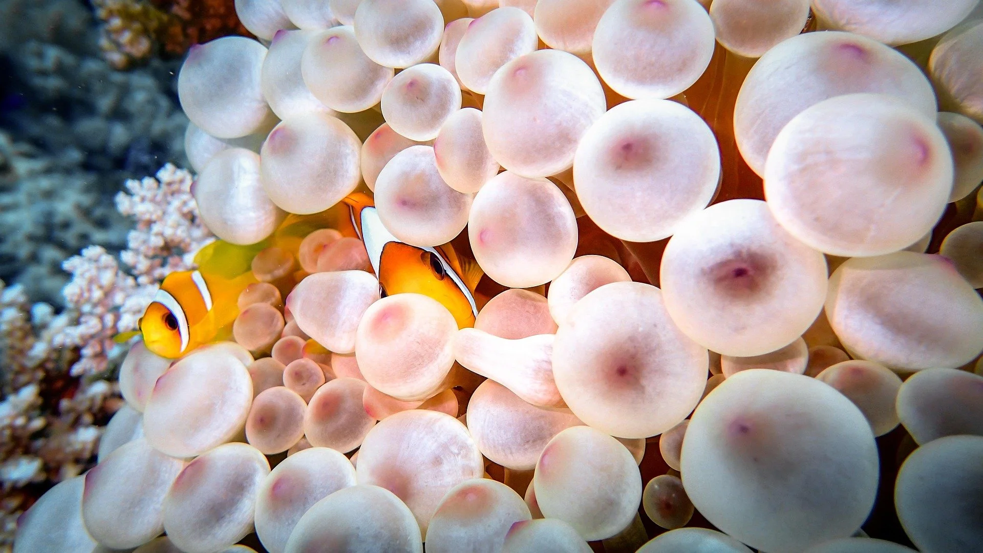 Nemo fishes.jpg