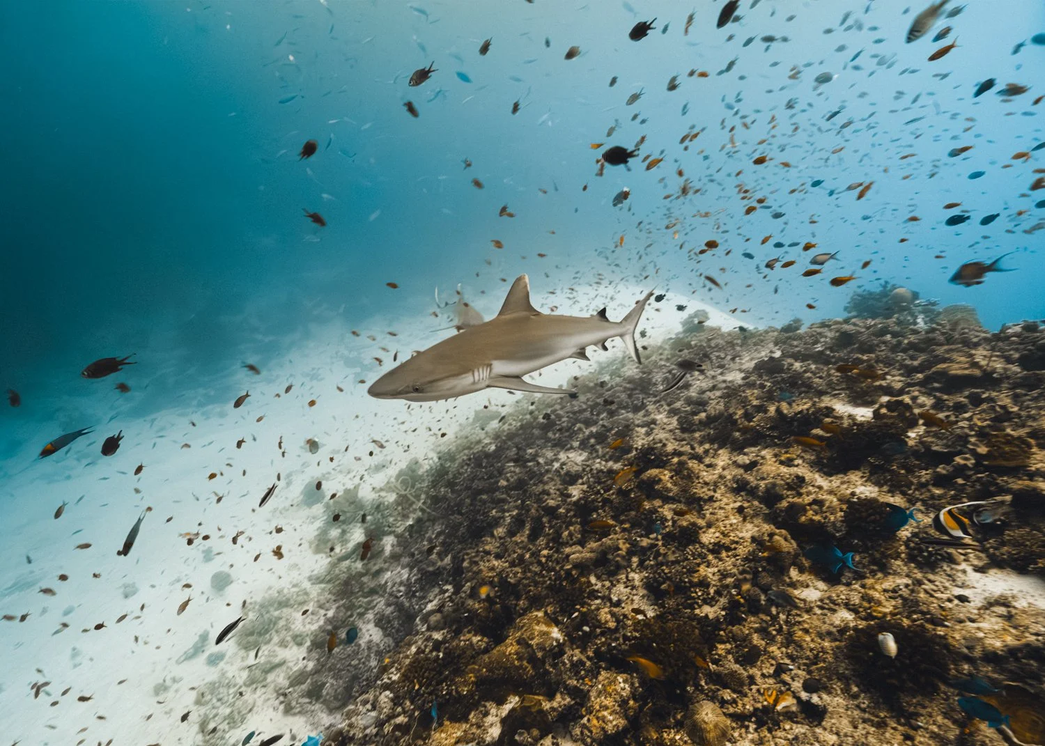Reef shark swimming along coral slope surrounded by tropical fish in the Maldives